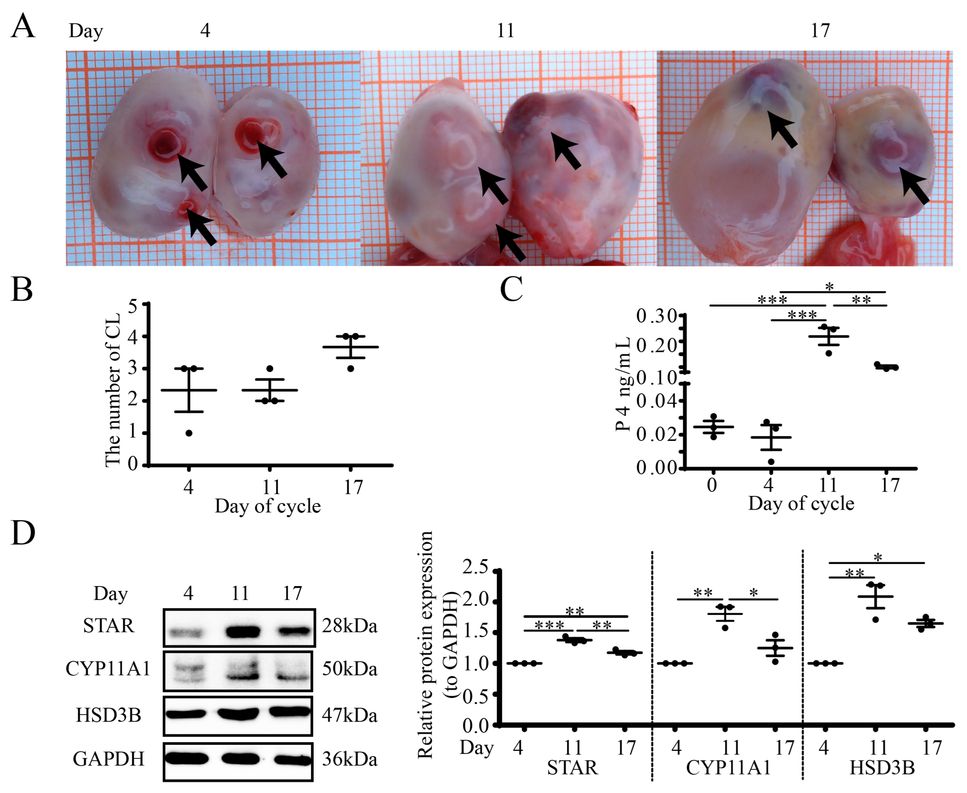 Cells 12 01393 g001 Cells 12 01393 g001