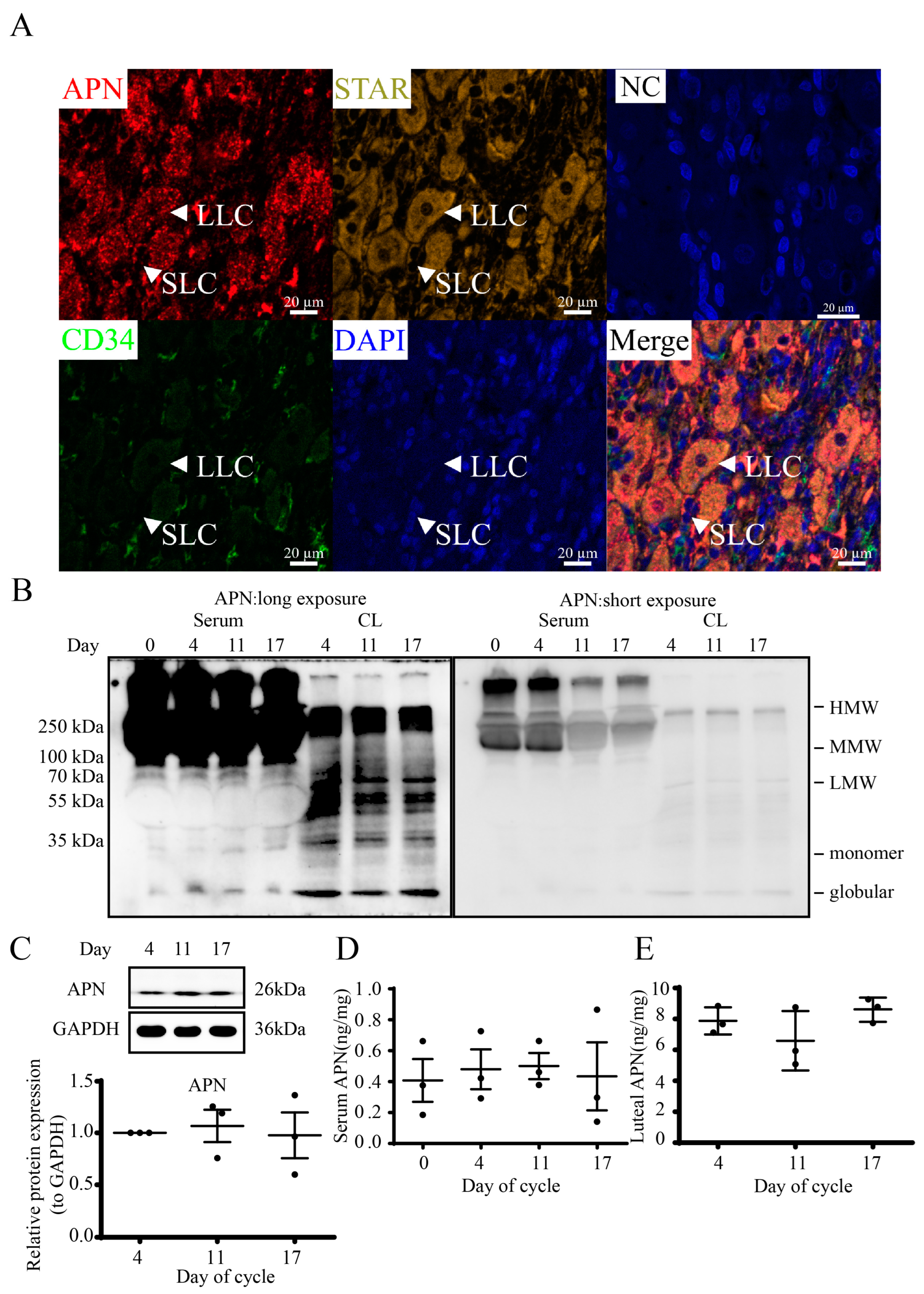 Cells 12 01393 g002 Cells 12 01393 g002