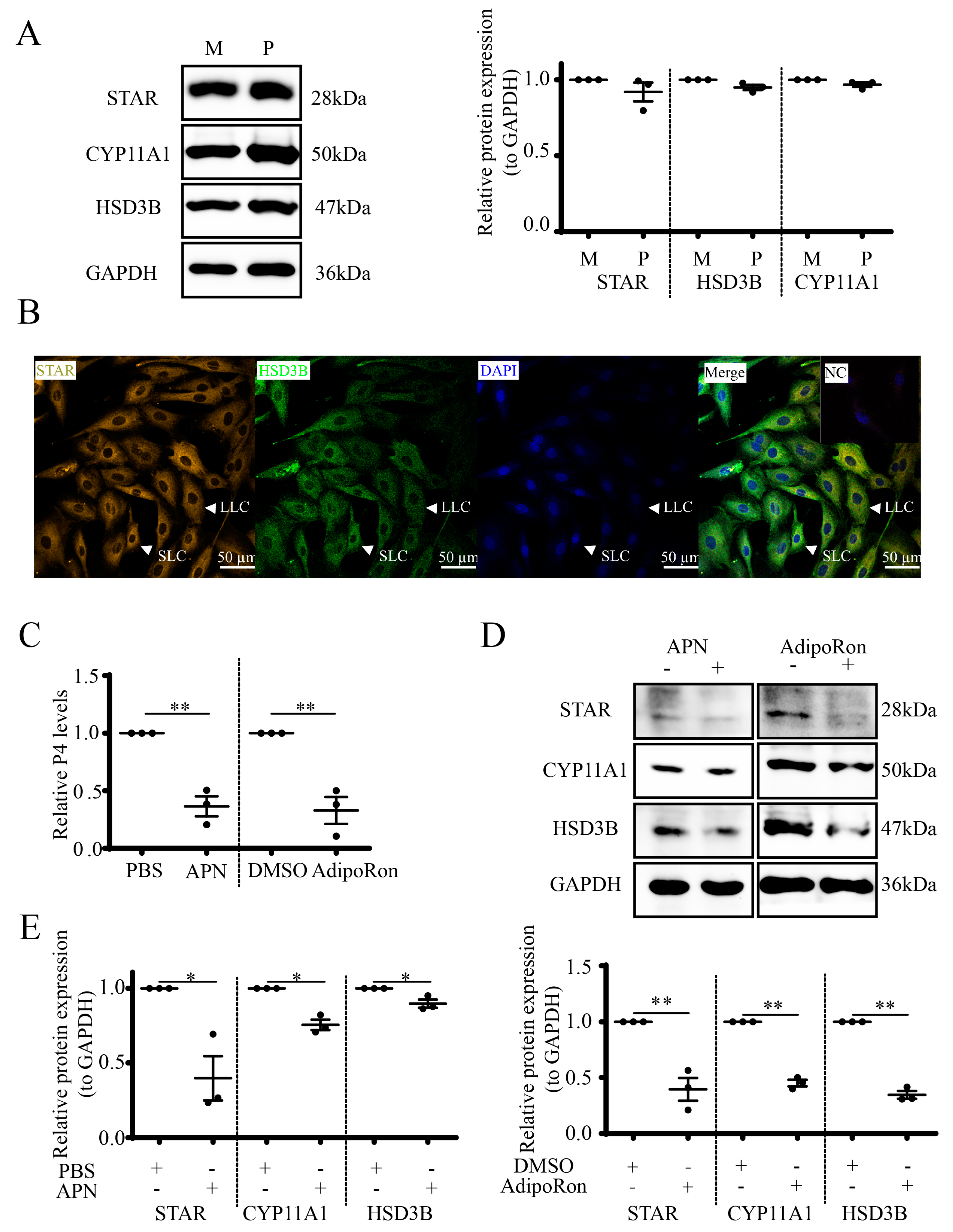 Cells 12 01393 g003 Cells 12 01393 g003