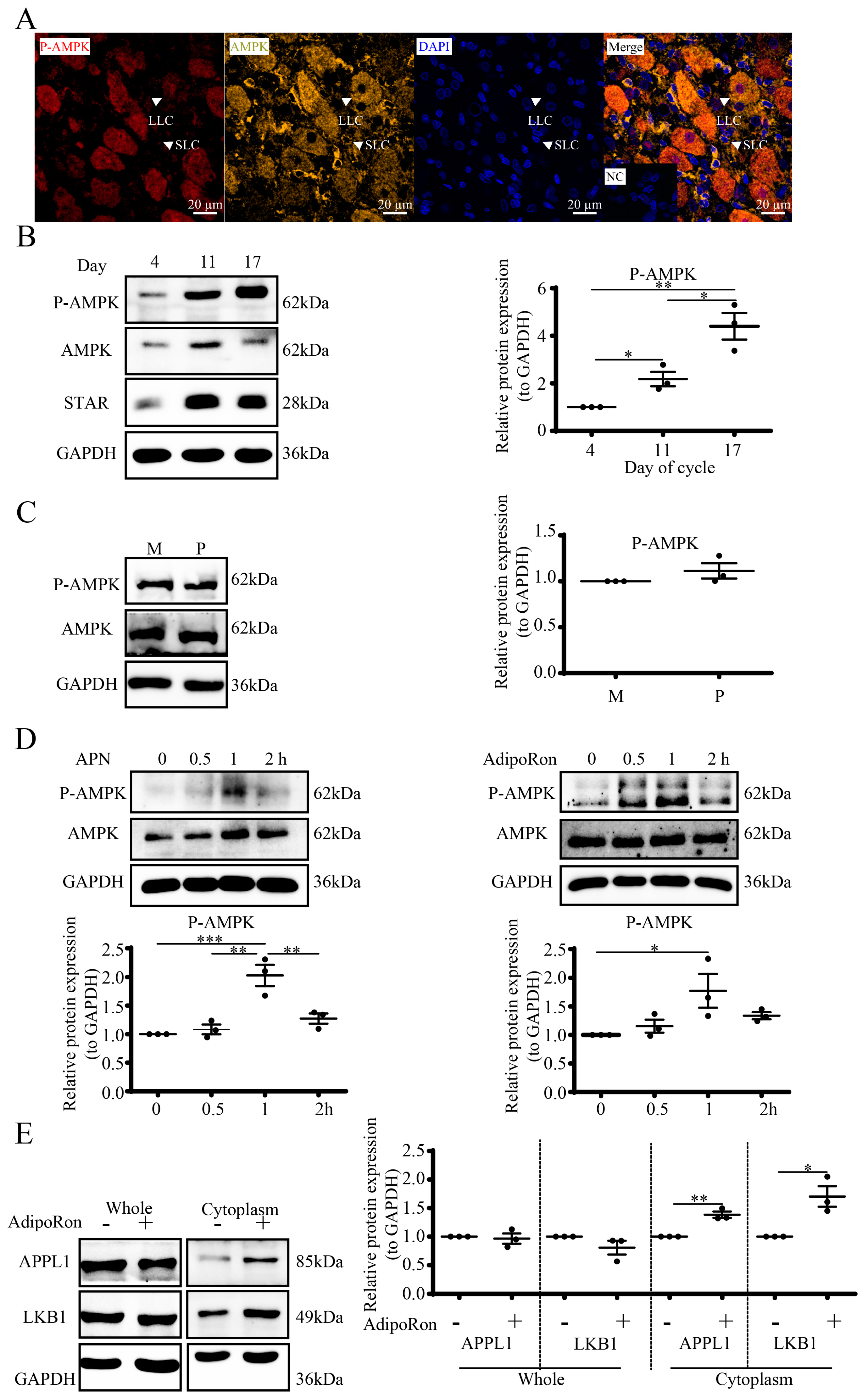 Cells 12 01393 g004 Cells 12 01393 g004