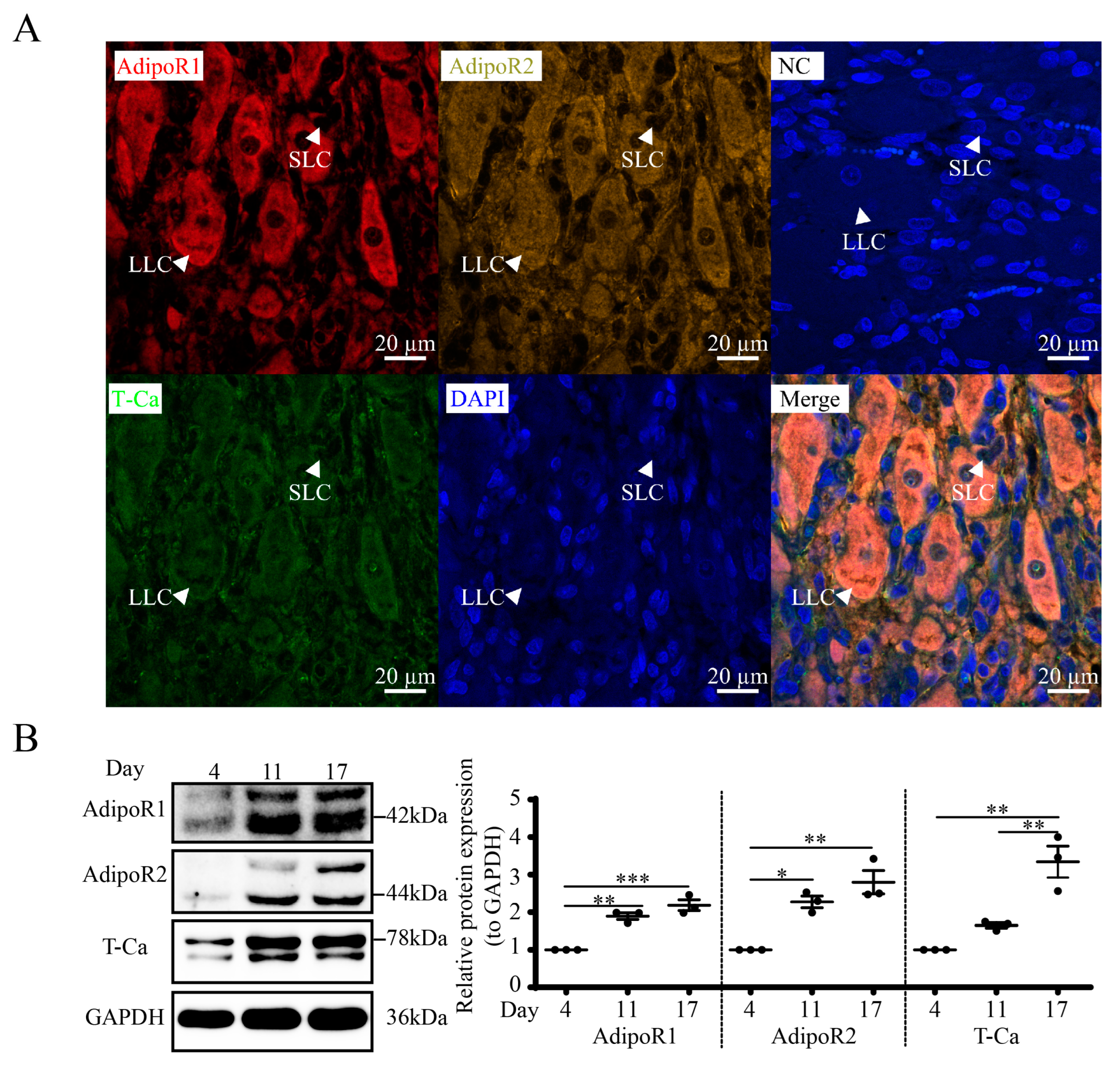 Cells 12 01393 g006 Cells 12 01393 g006