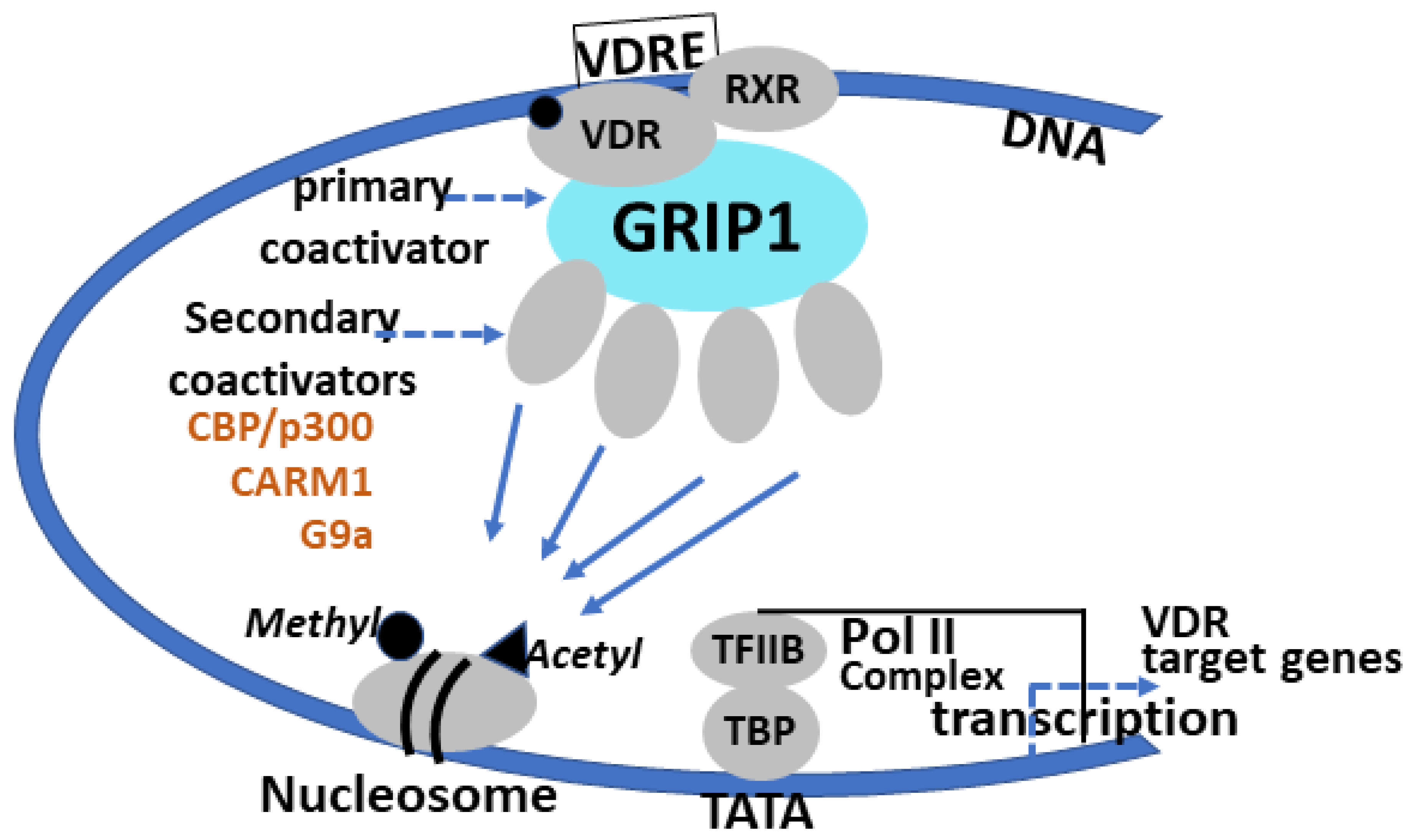 Cells | Free Full-Text | Role of Coactivator Associated Arginine