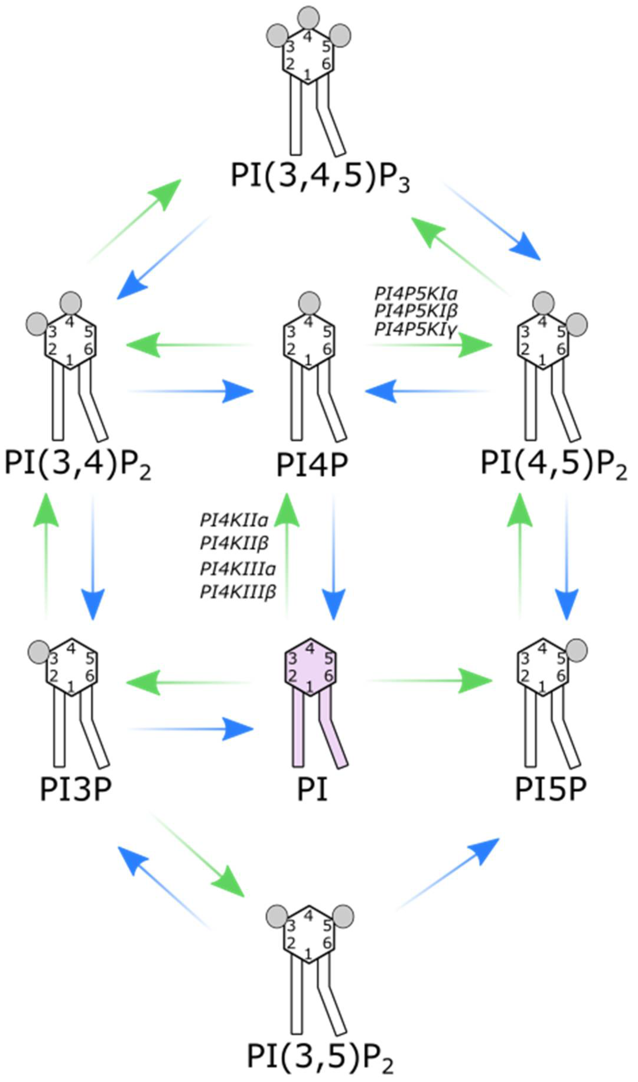 PI(4,5)P2 and Cholesterol: Synthesis, Regulation, and Functions