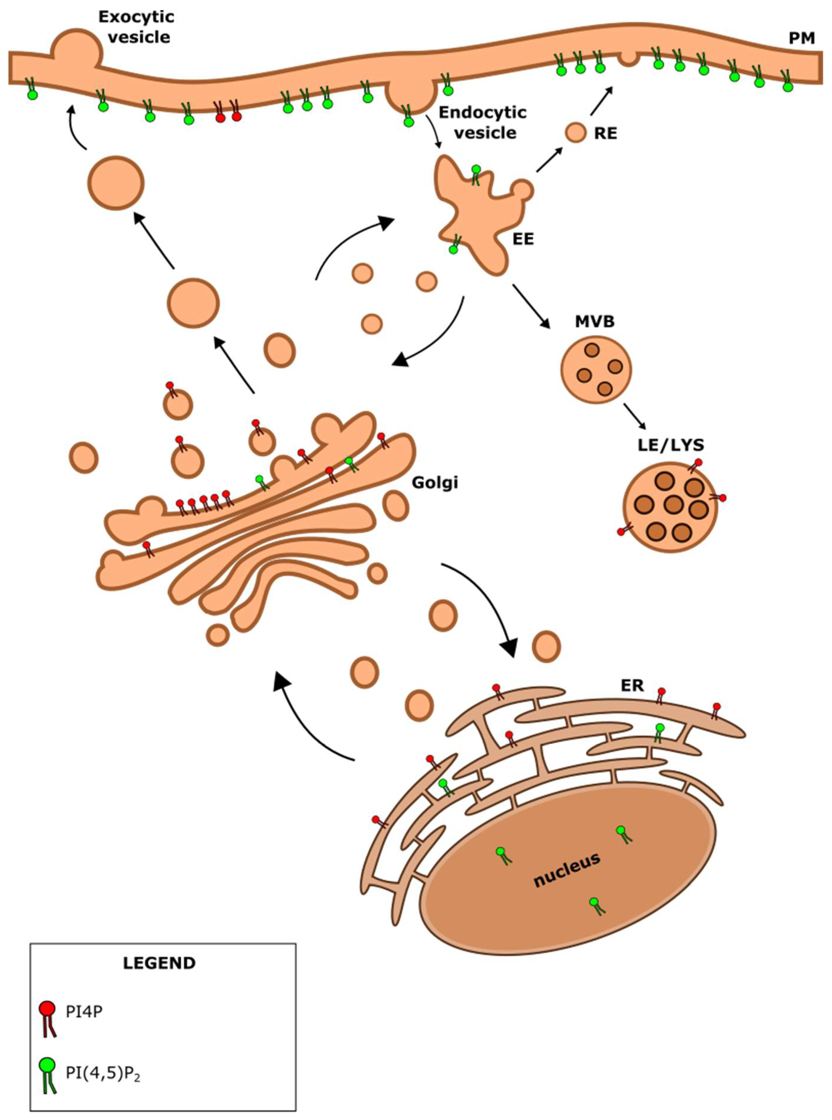 PI(4,5)P2 and Cholesterol: Synthesis, Regulation, and Functions