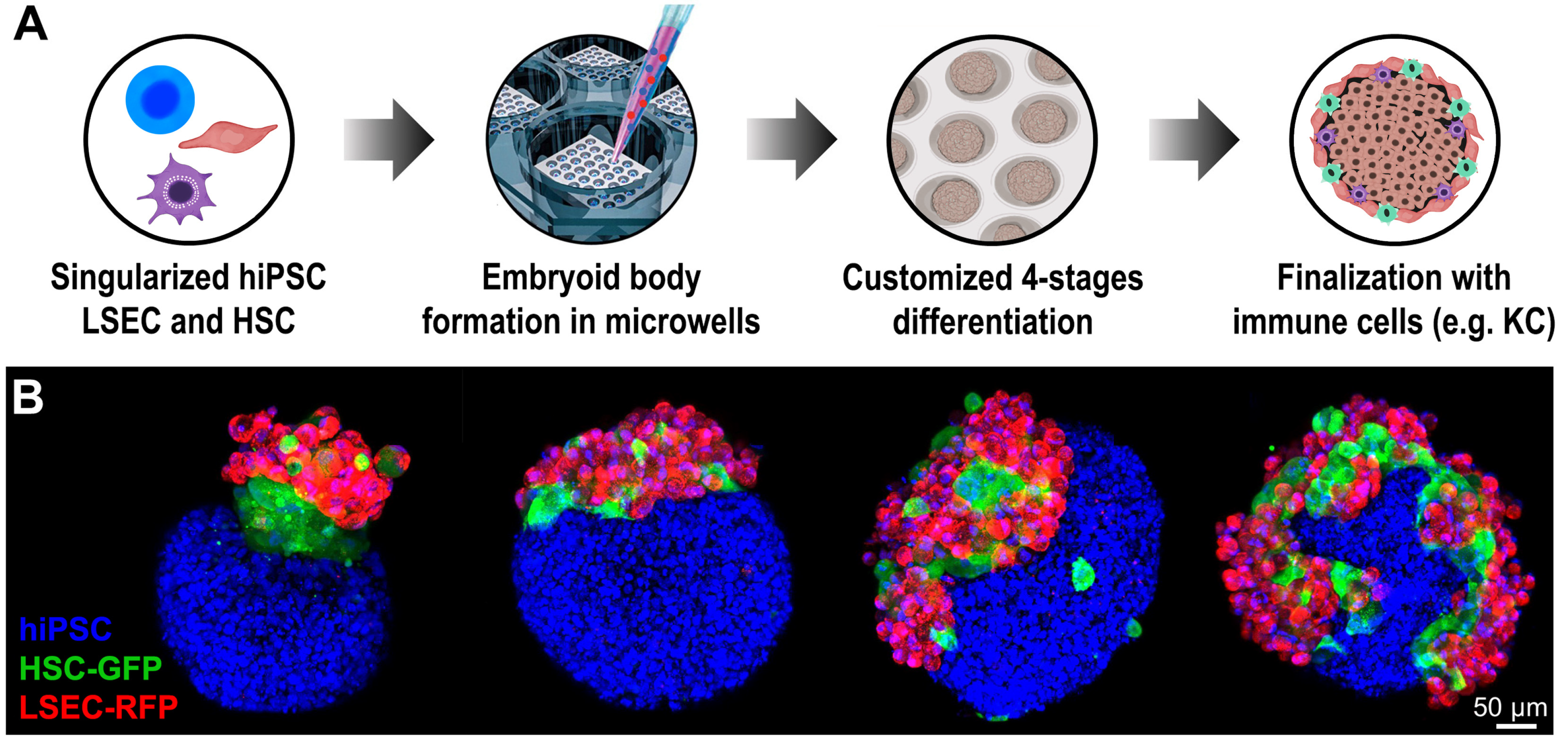 A human multi-lineage hepatic organoid model for liver fibrosis