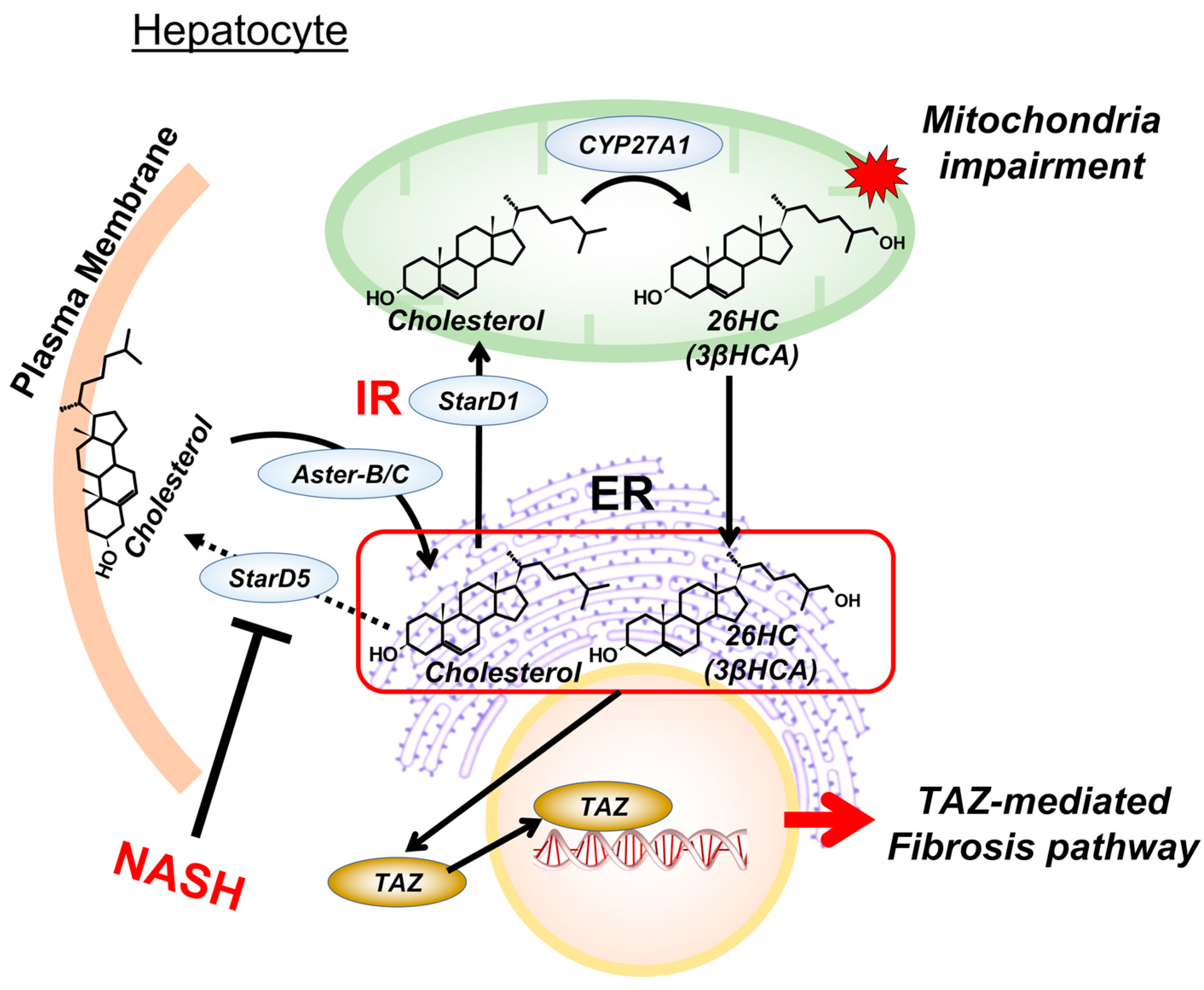 Cells 12 01434 g002 Cells 12 01434 g002