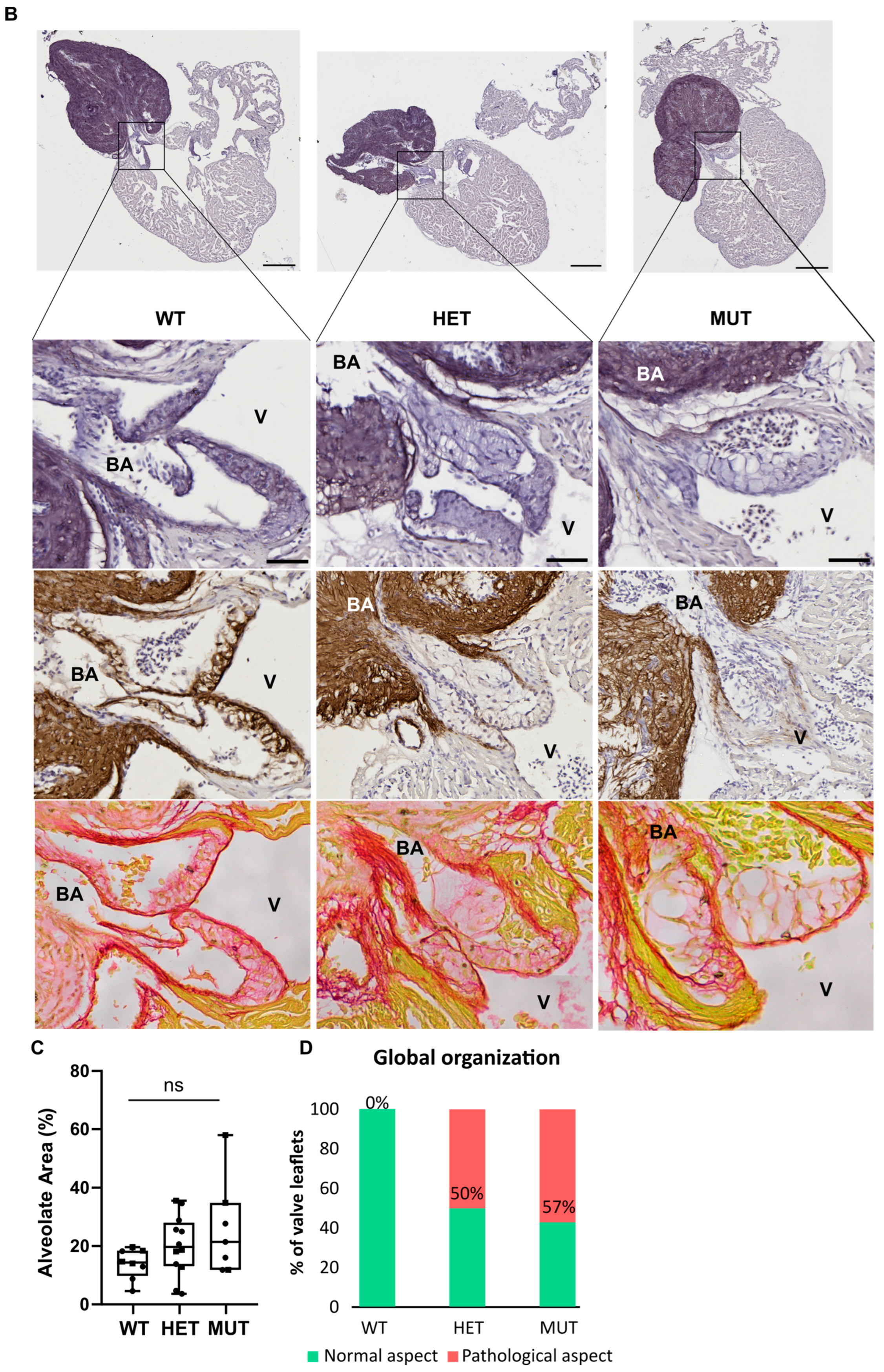 Cells 12 01436 g005b