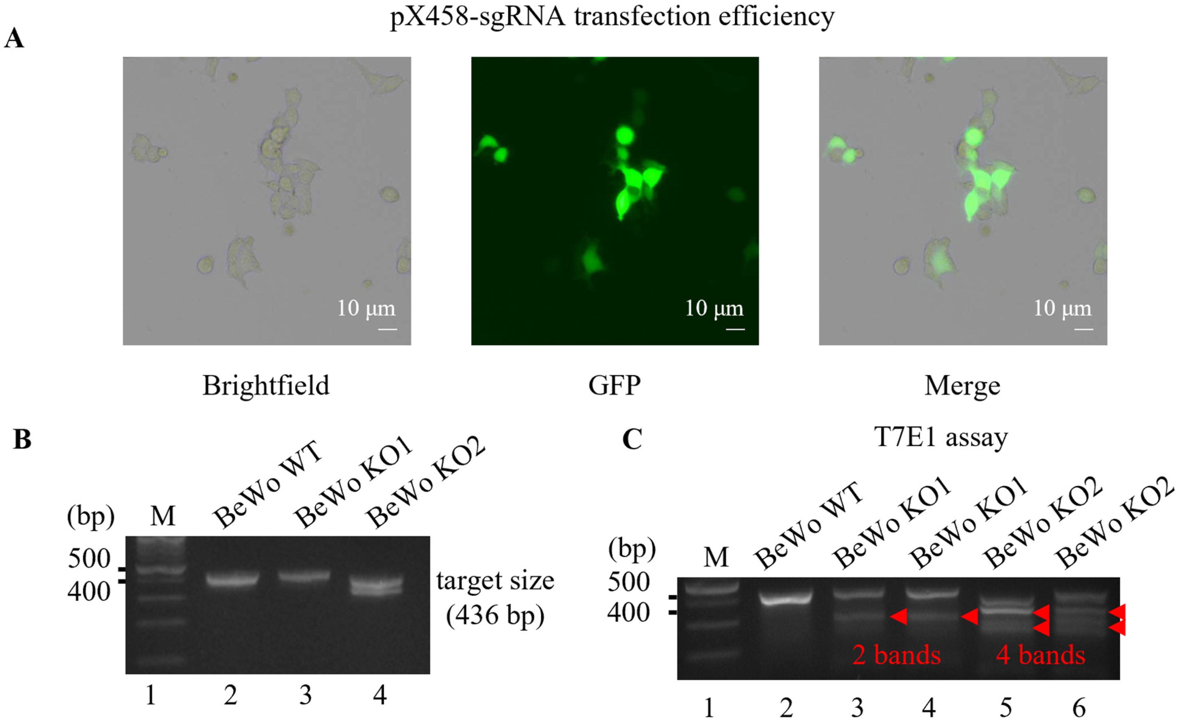 Cells 12 01459 g001a