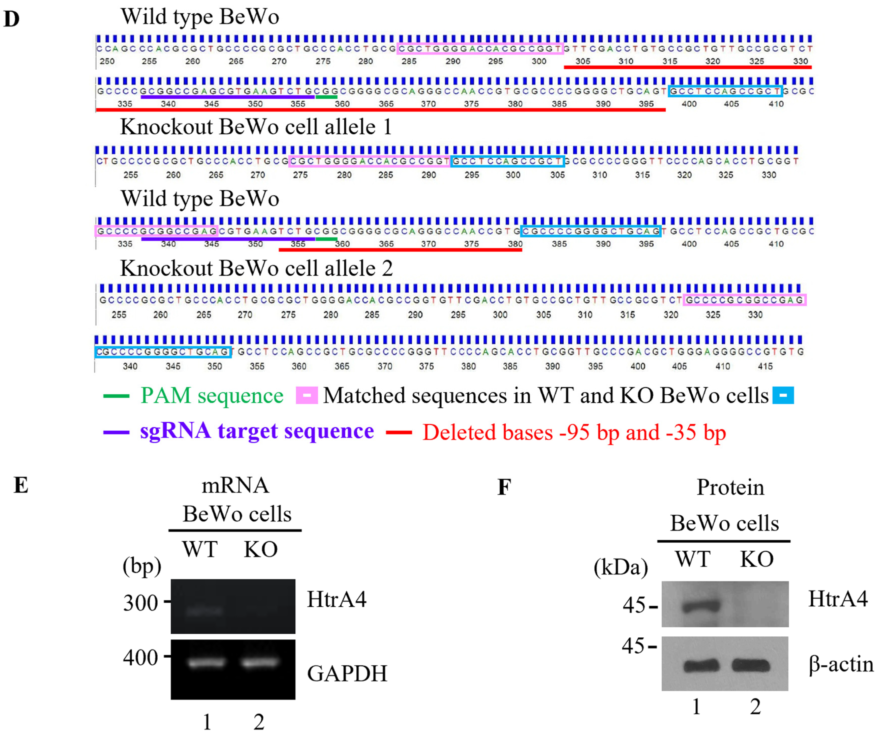 Cells 12 01459 g001b