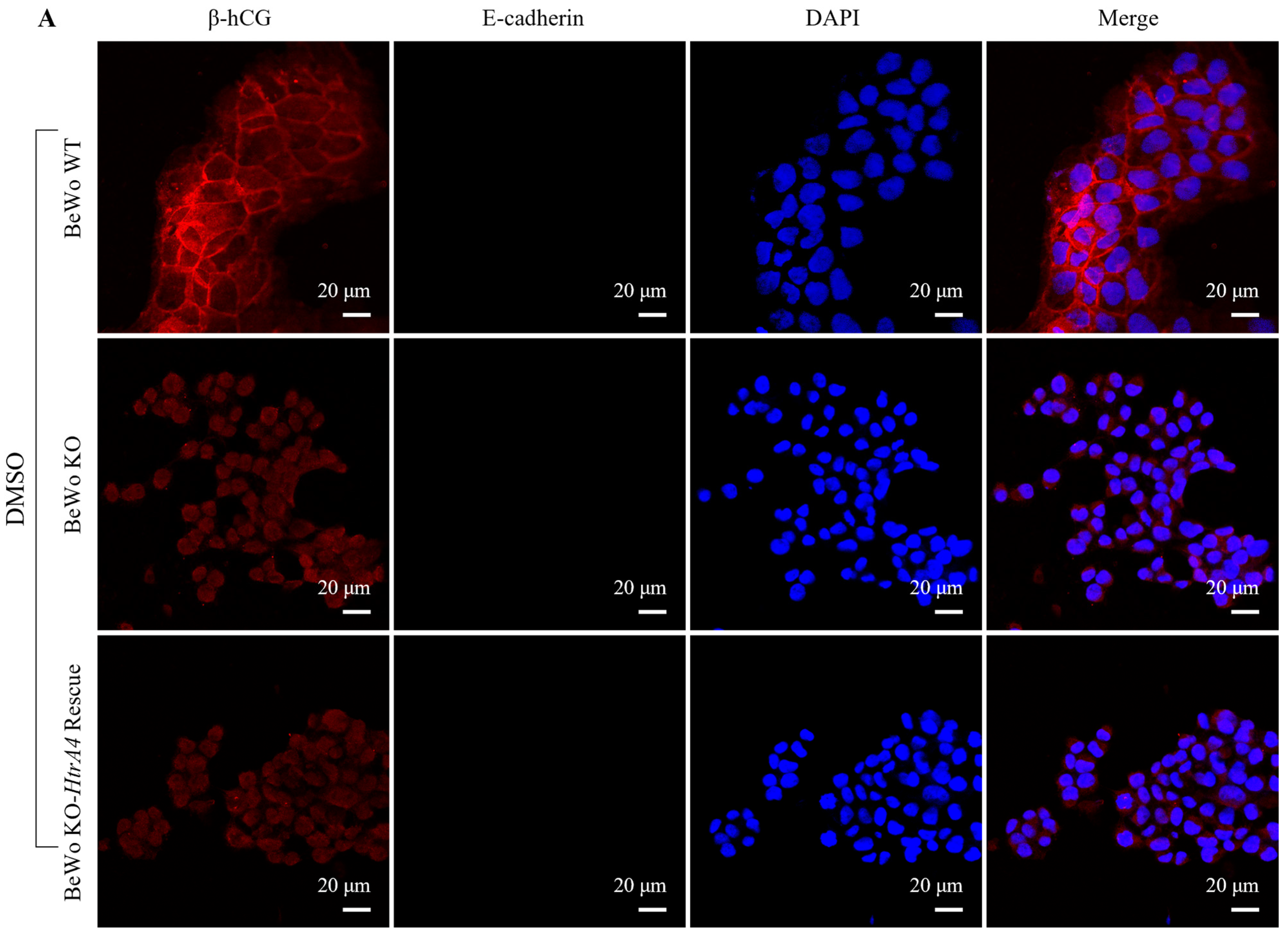Cells 12 01459 g002a