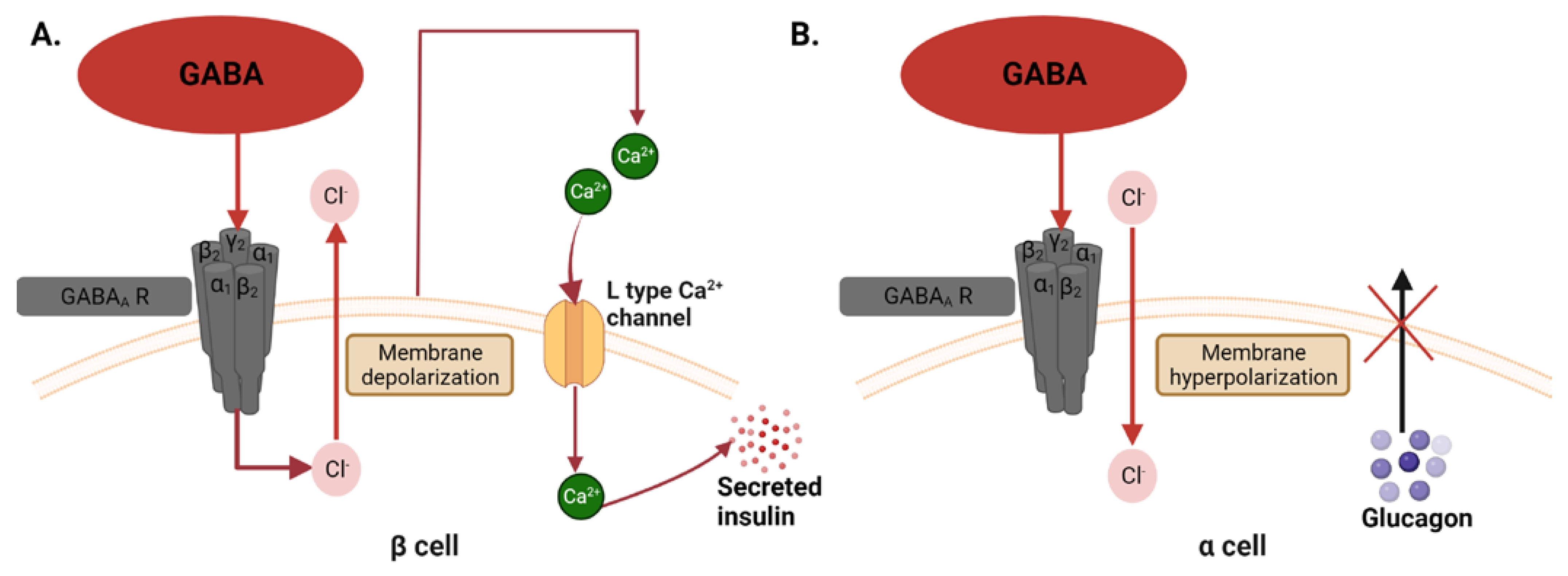 Cells 12 01472 g002 Cells 12 01472 g002