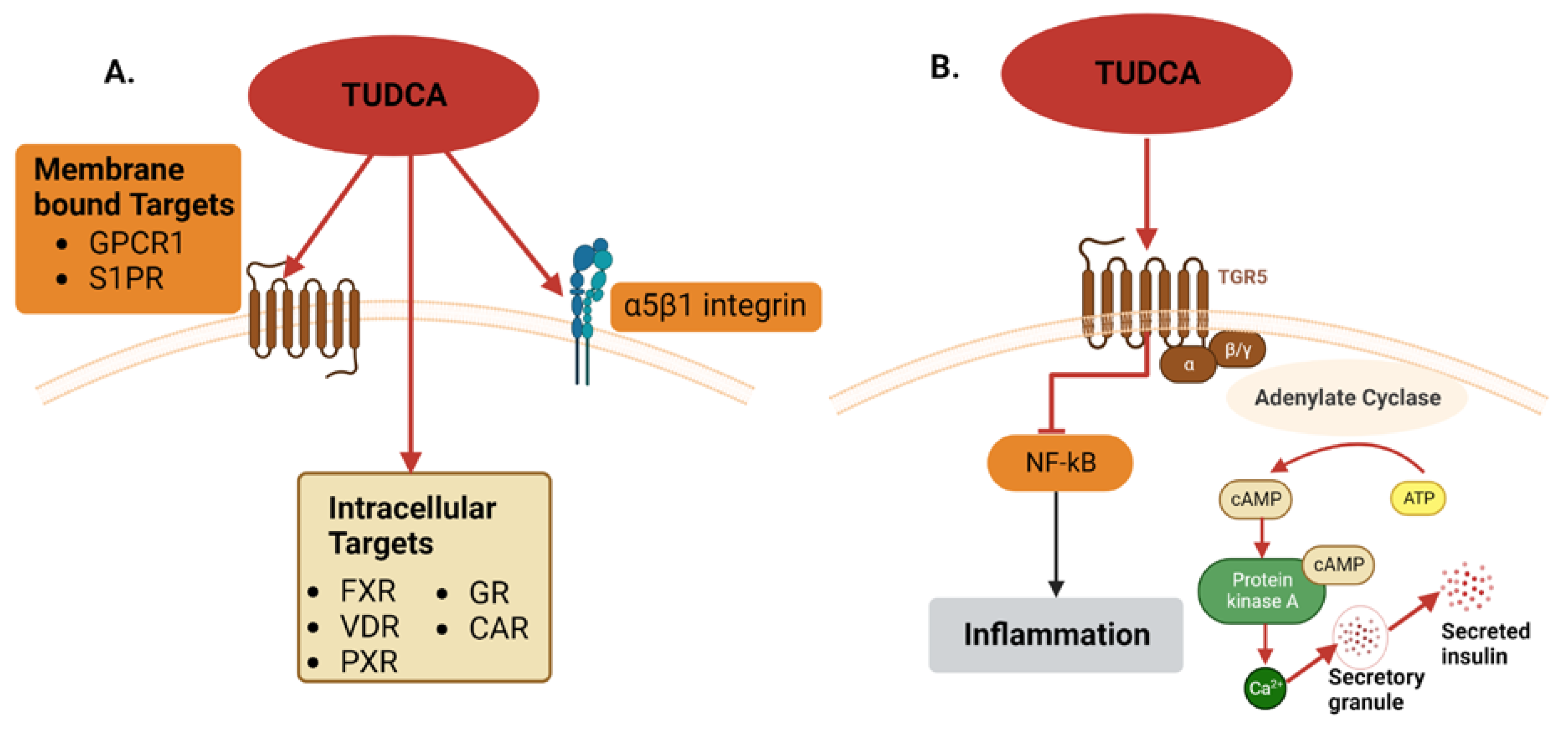 Cells 12 01472 g003 Cells 12 01472 g003