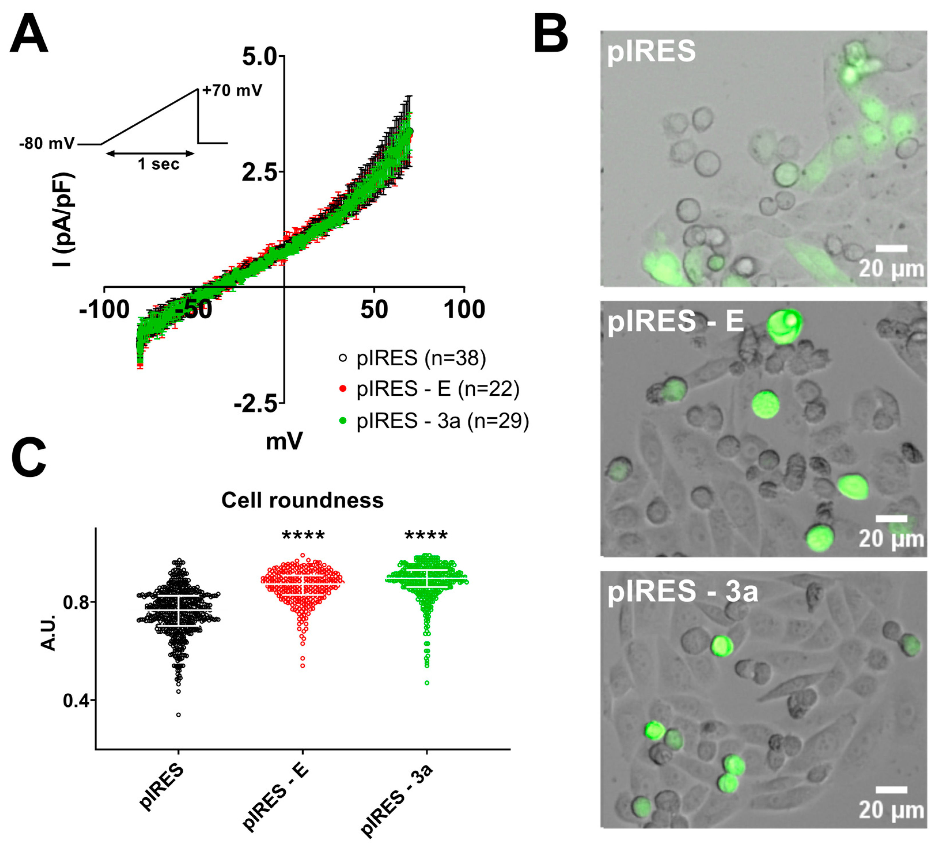 Endothelial pannexin 1 channels control inflammation by regulating  intracellular calcium