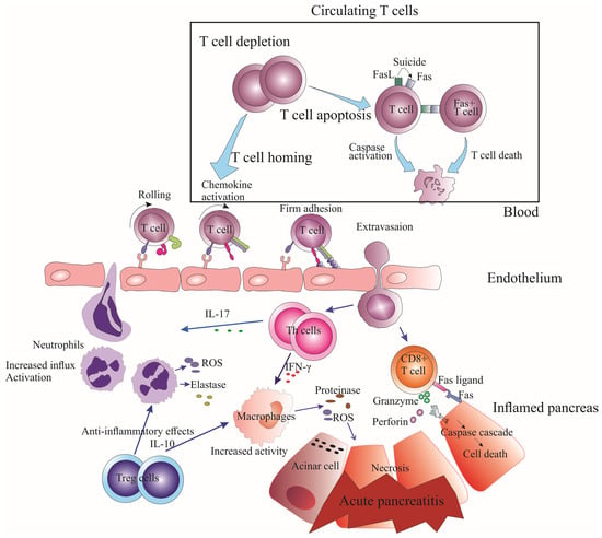 Cells | Free Full-Text | The Emerging Roles of the Adaptive Immune