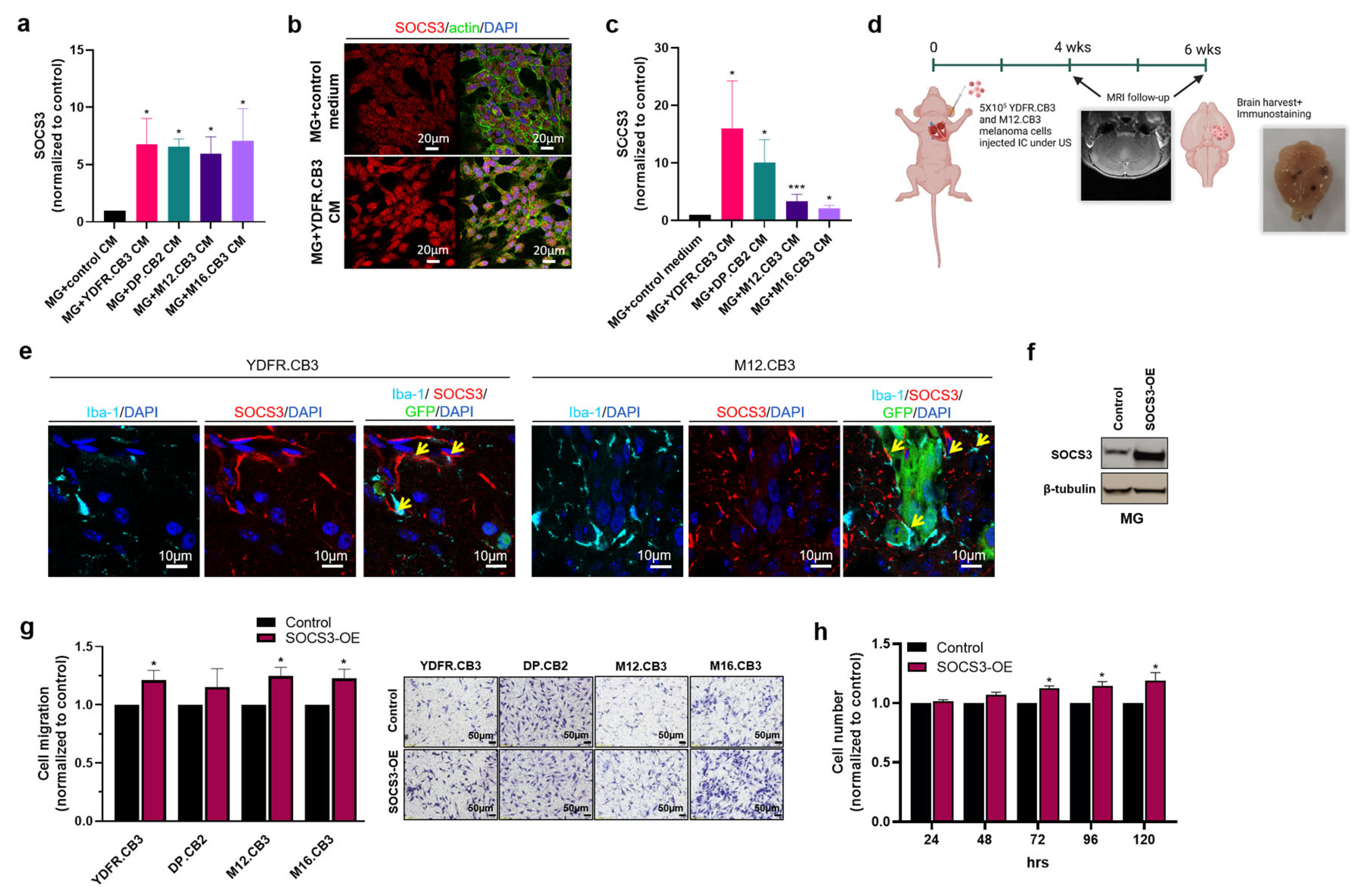 Cells 12 01513 g002 Cells 12 01513 g002