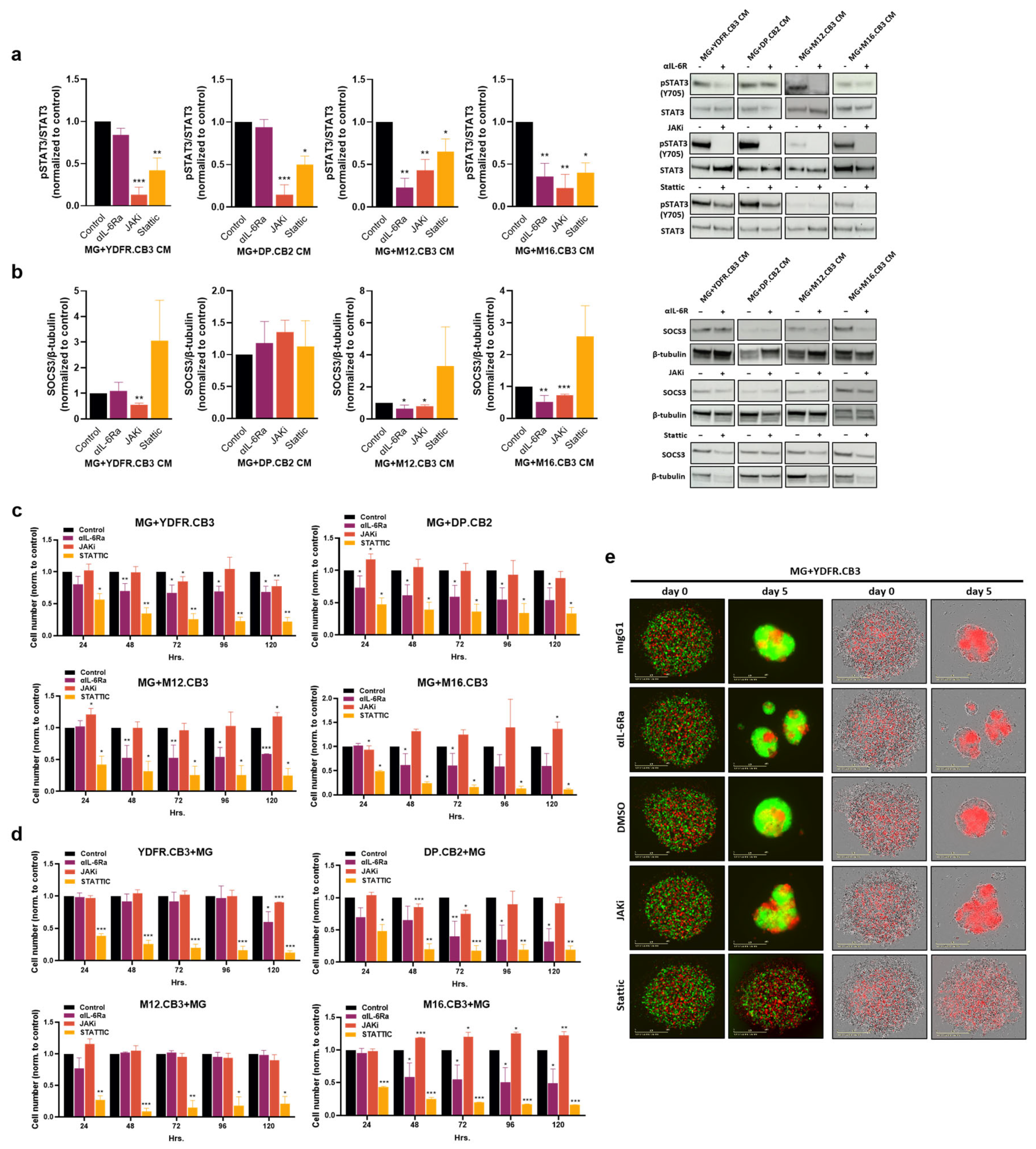 Cells 12 01513 g005 Cells 12 01513 g005