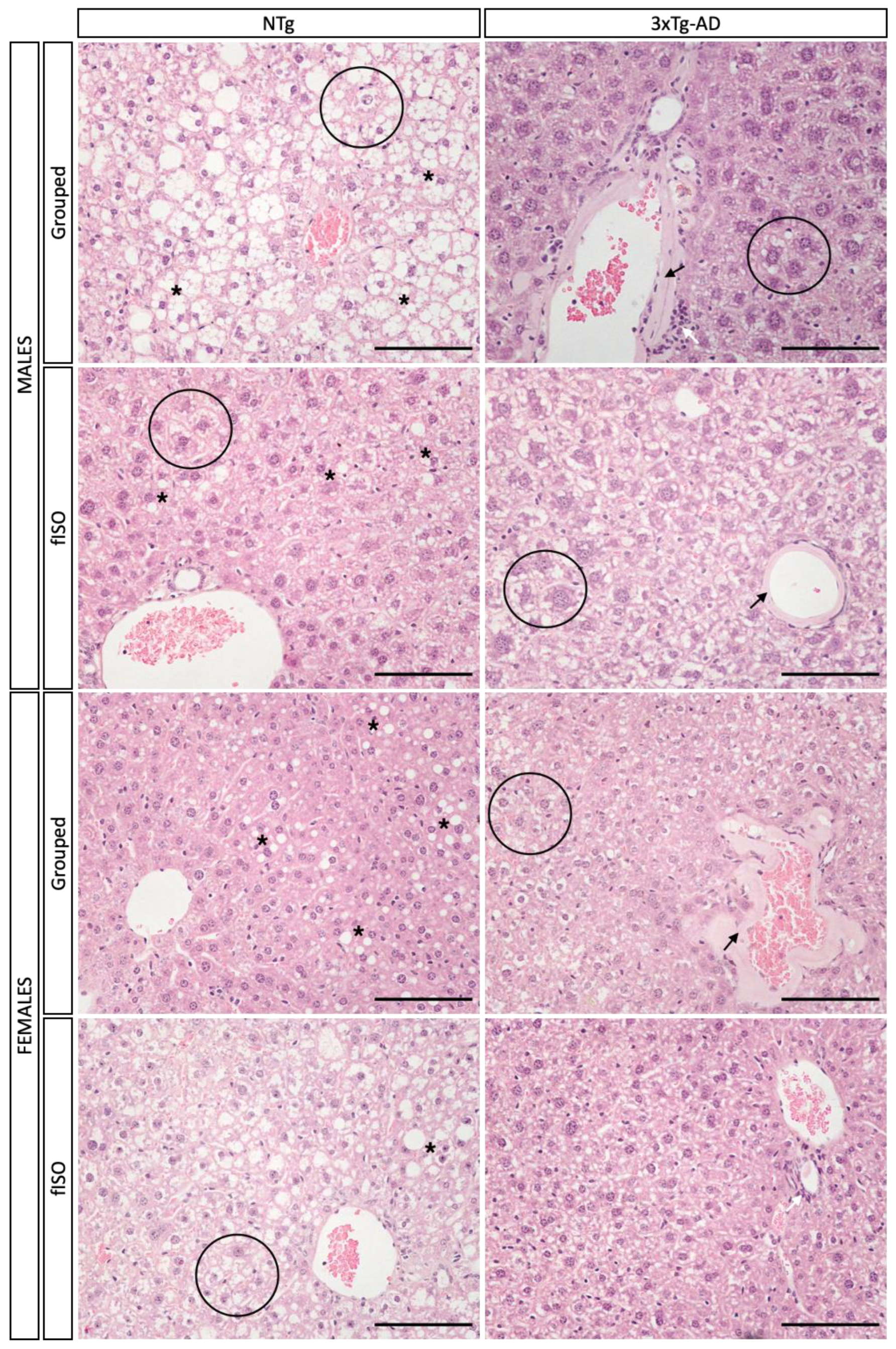 Cells 12 01517 g003 Cells 12 01517 g003