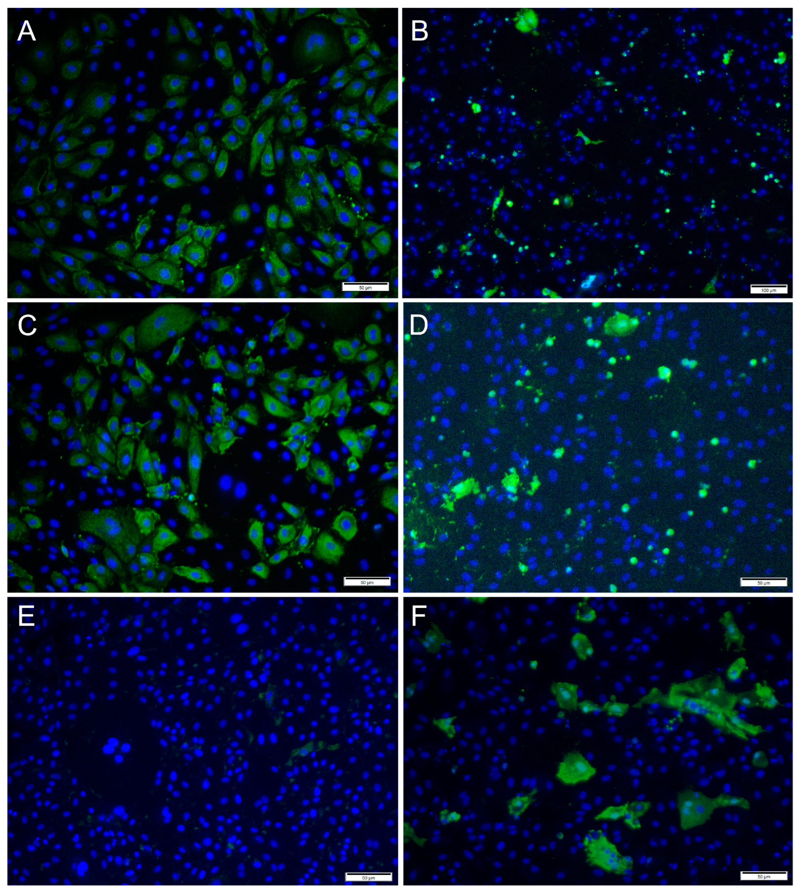 Cells 12 01531 g006 Cells 12 01531 g006