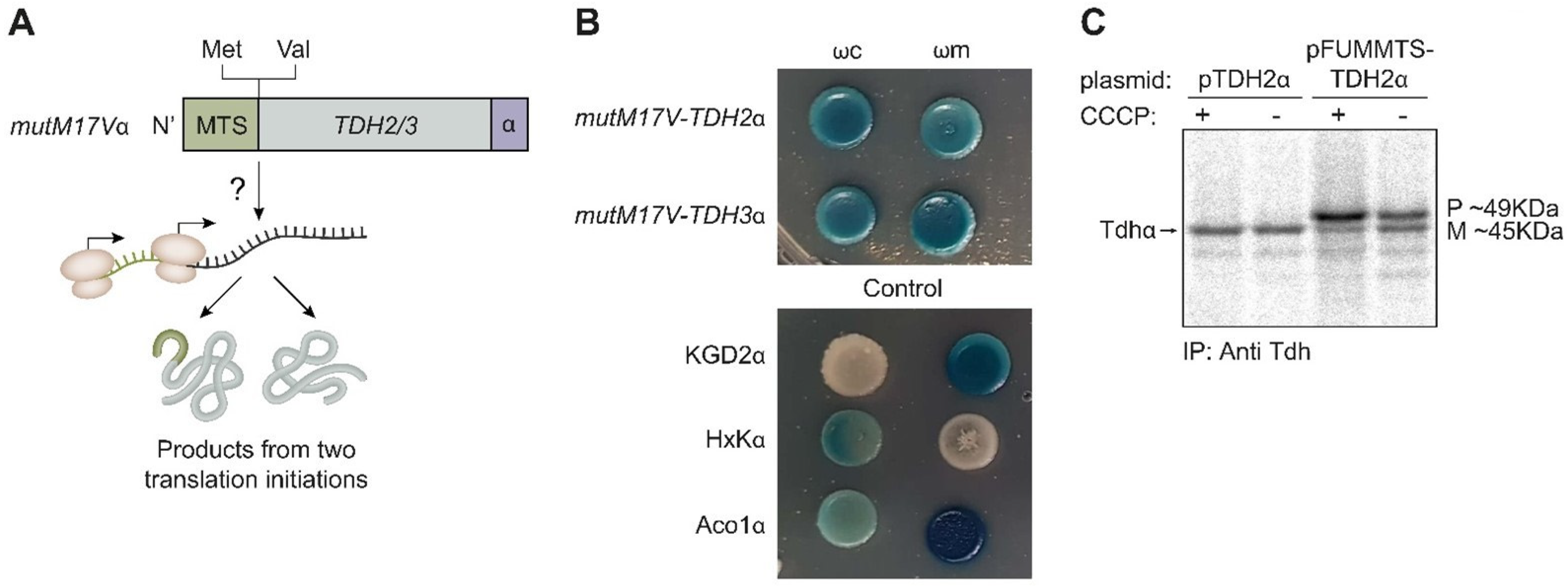 Cells 12 01550 g005 Cells 12 01550 g005