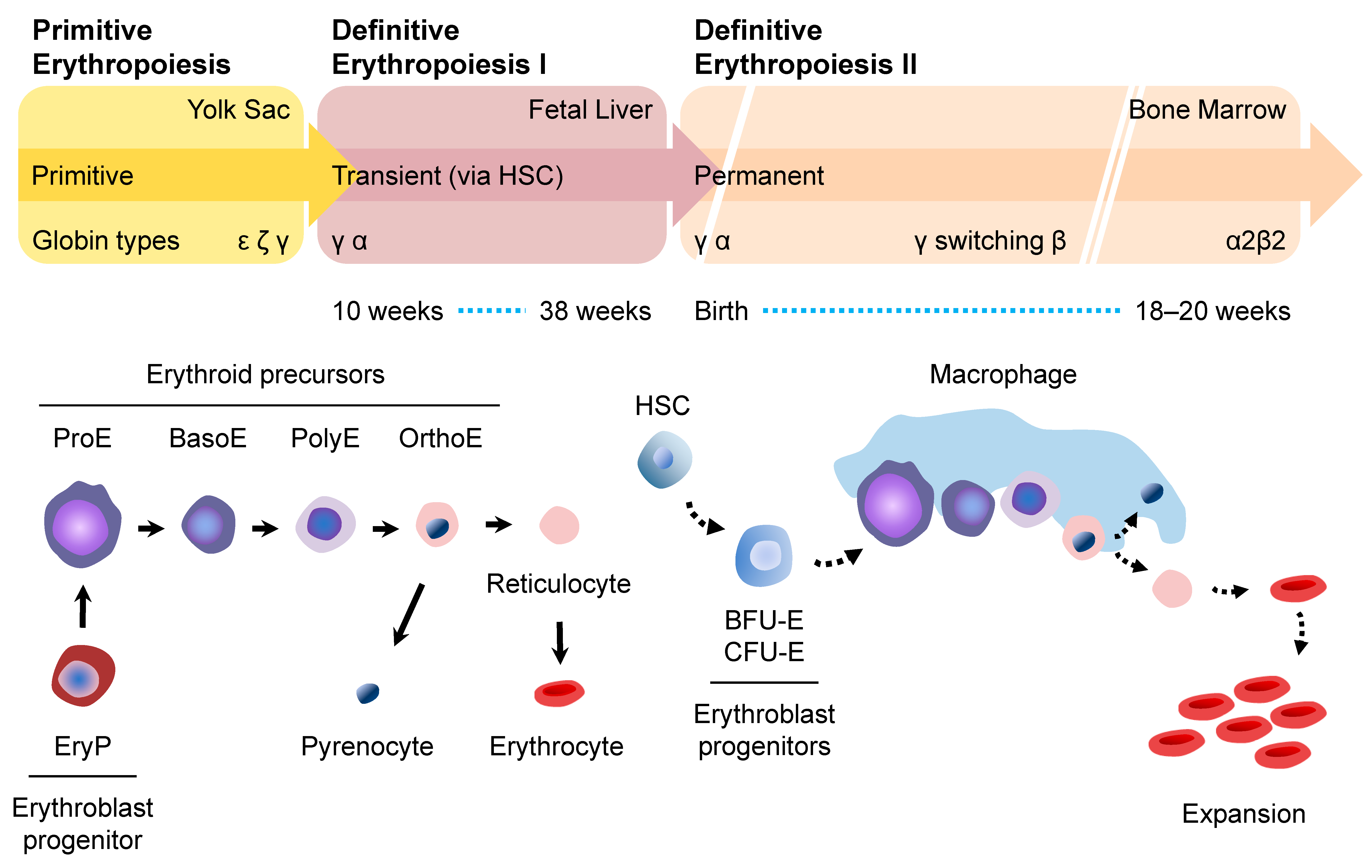 Erythrocyte Binding Asnase Is Nonimmunogenic And Acts As A Tolerogen