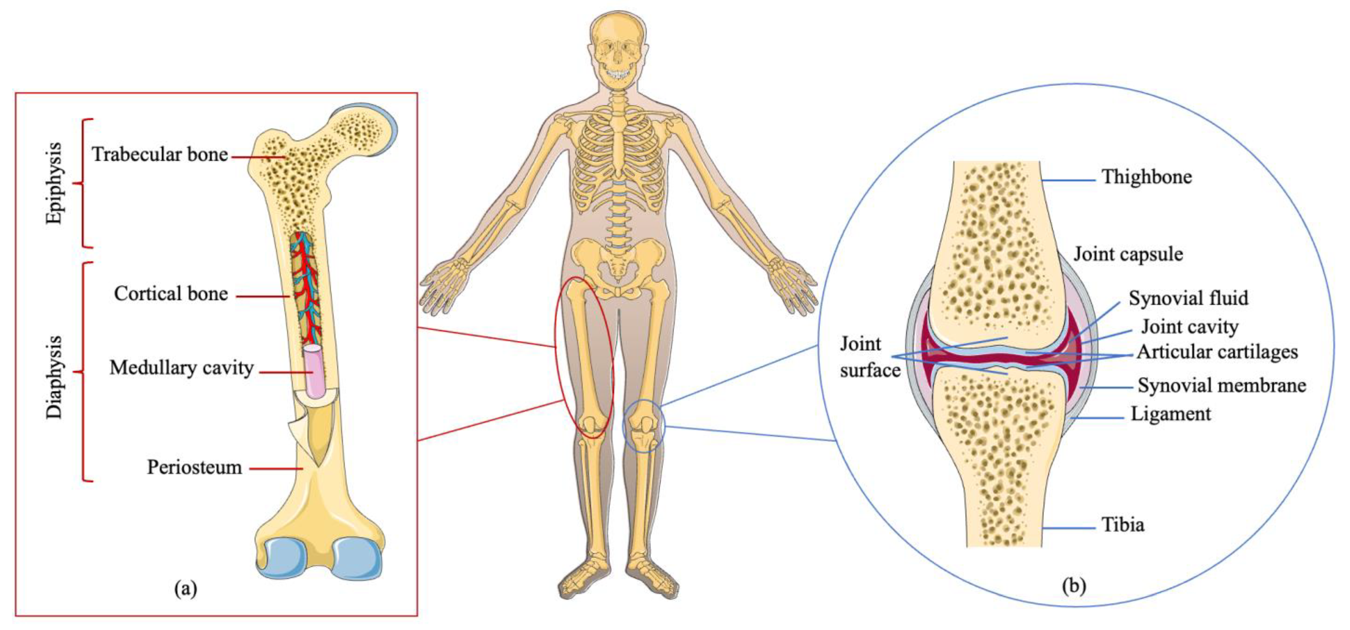 Cells | Free Full-Text | Organoids as Innovative Models for Bone and Joint  Diseases