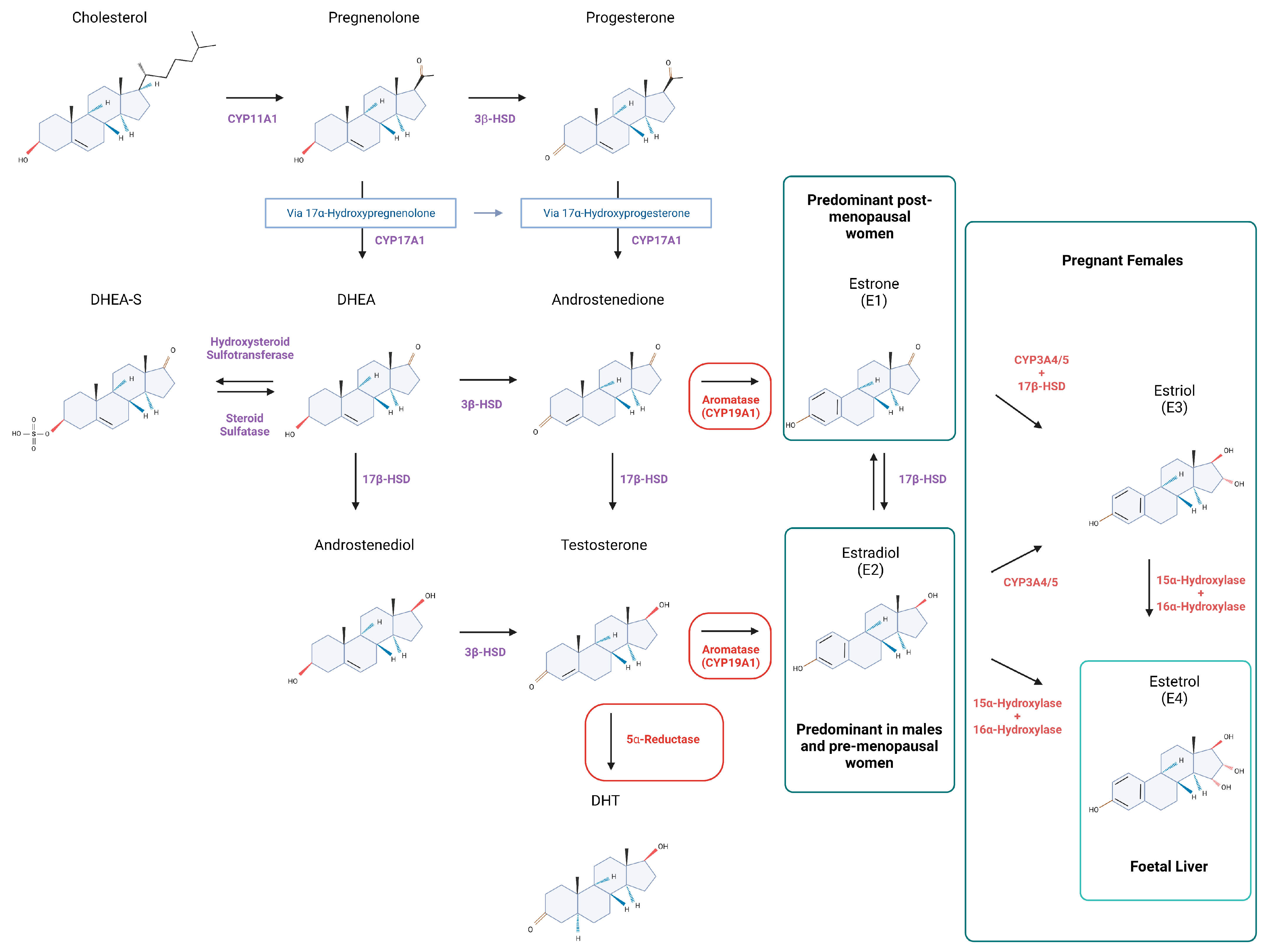 Cells | Free Full-Text | The Influence of Sex Hormones in Liver Function  and Disease