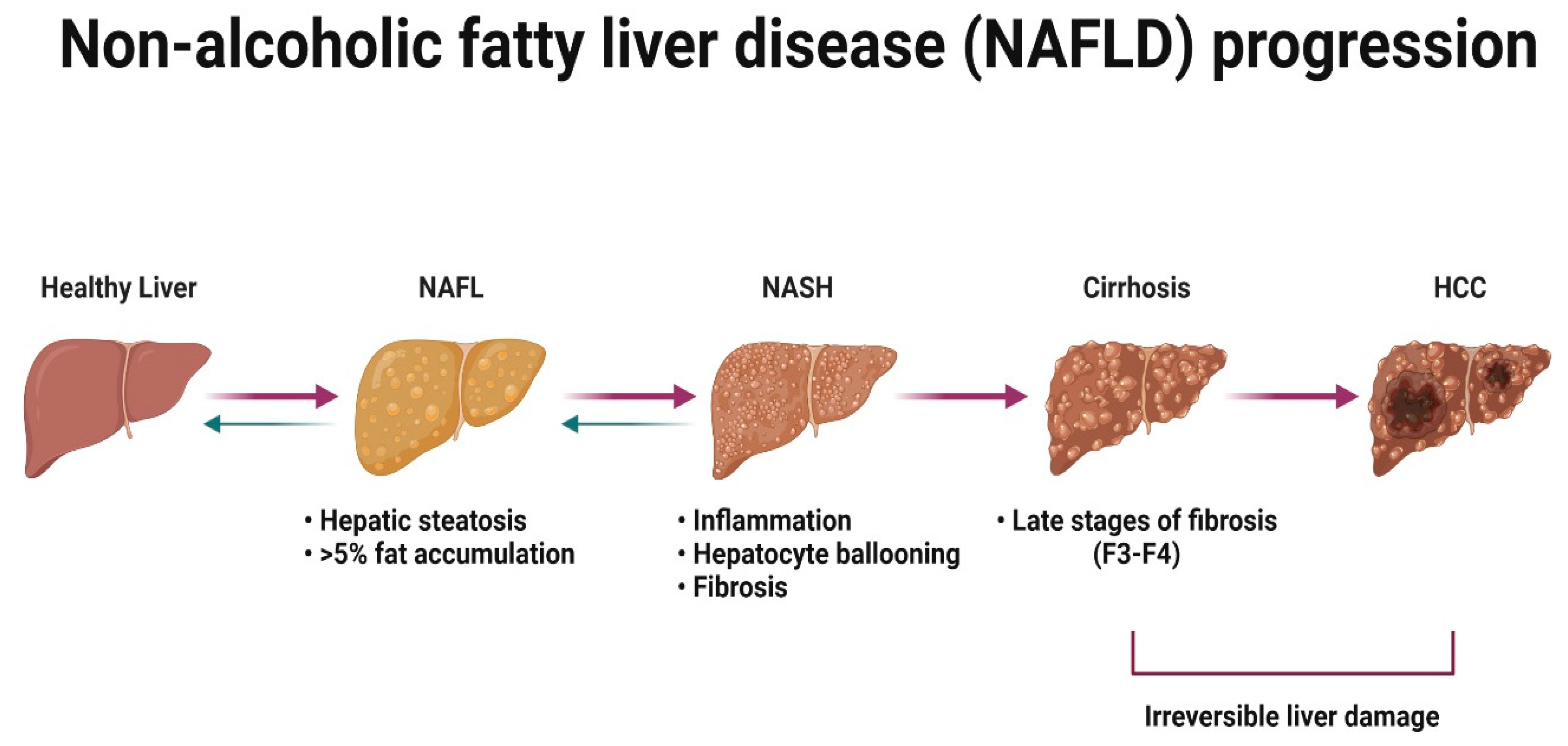 Cells | Free Full-Text | The Influence of Sex Hormones in Liver ...