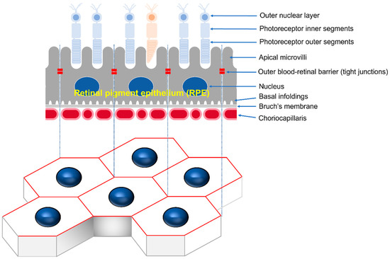 The retina and retinal pigment epithelium (RPE)