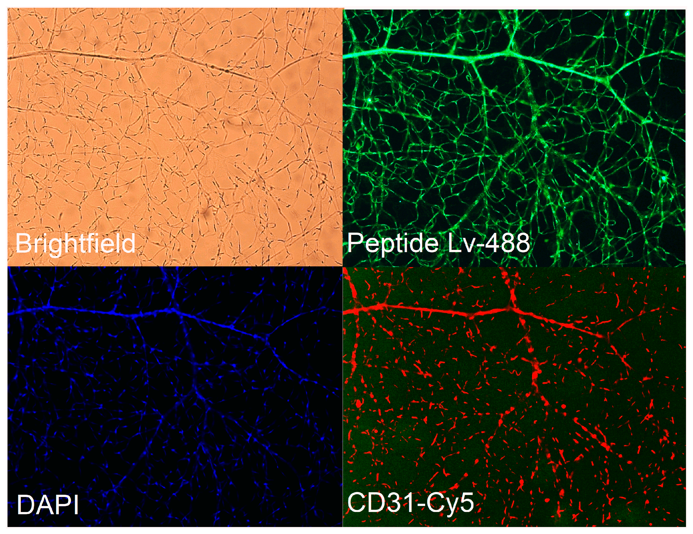 Cells 12 01651 g001 Cells 12 01651 g001