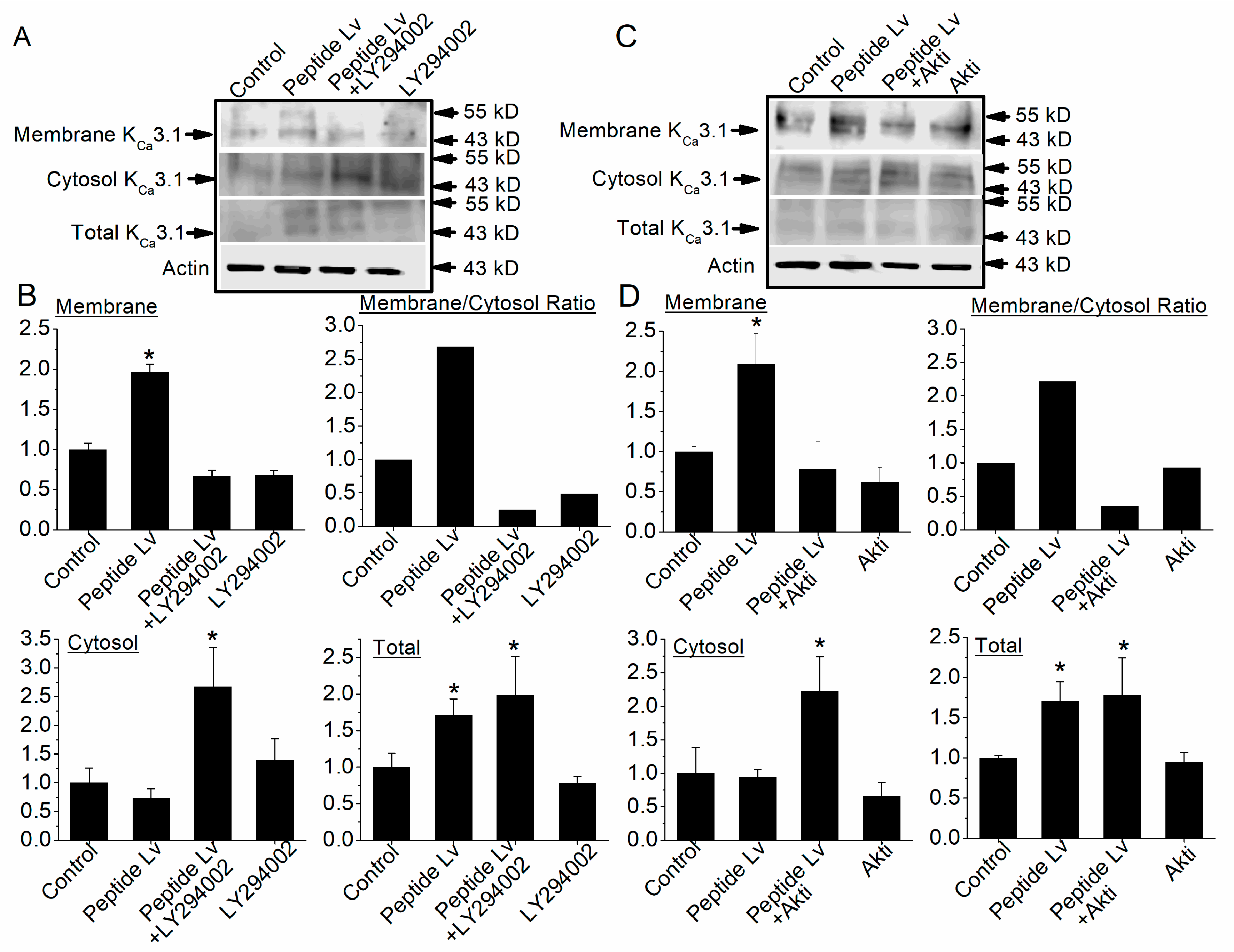 Cells 12 01651 g007 Cells 12 01651 g007