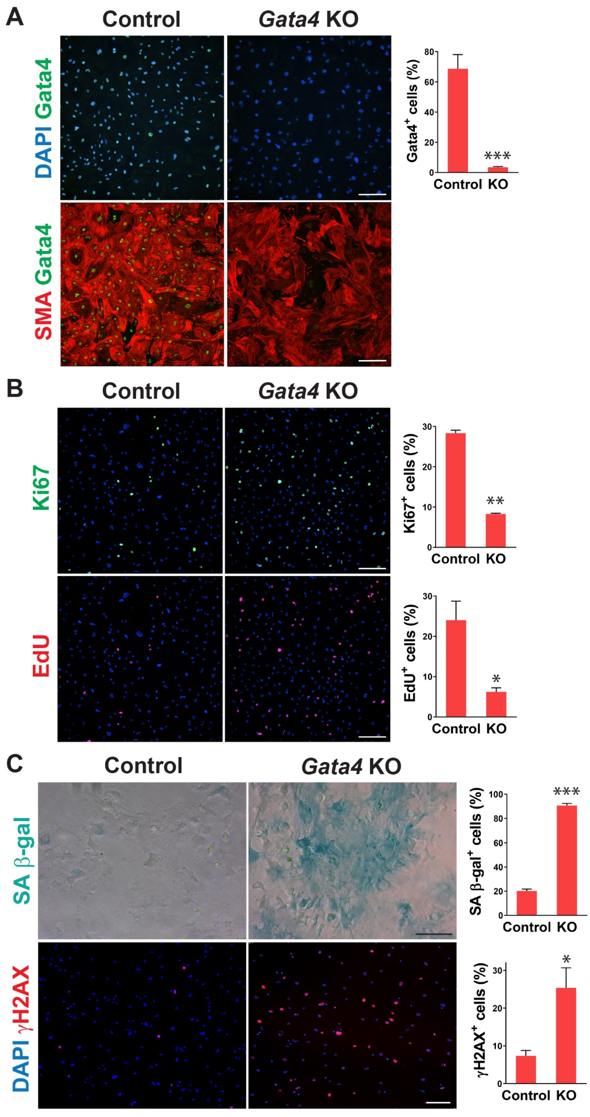 Cells 12 01652 g003 Cells 12 01652 g003