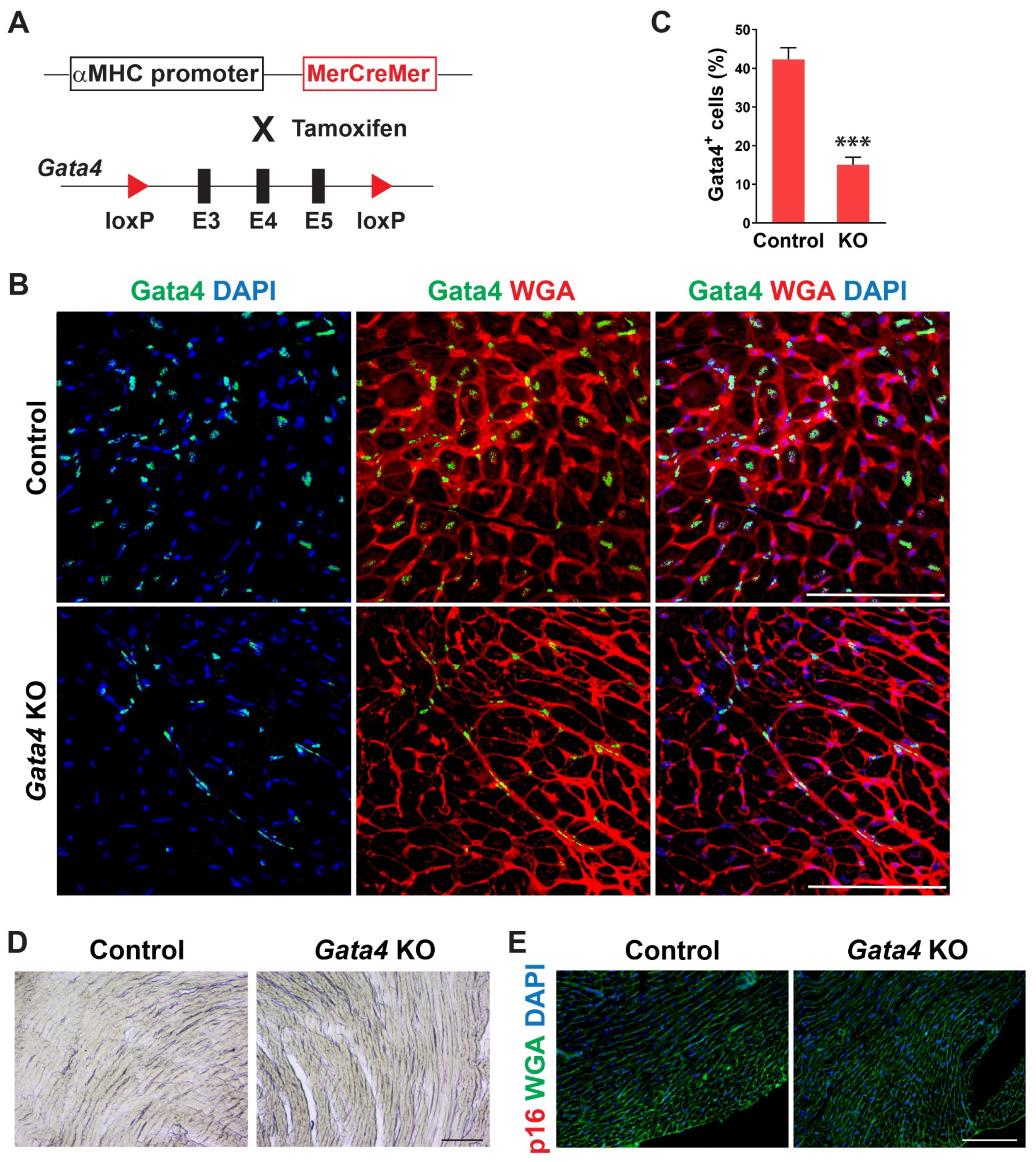 Cells 12 01652 g004 Cells 12 01652 g004