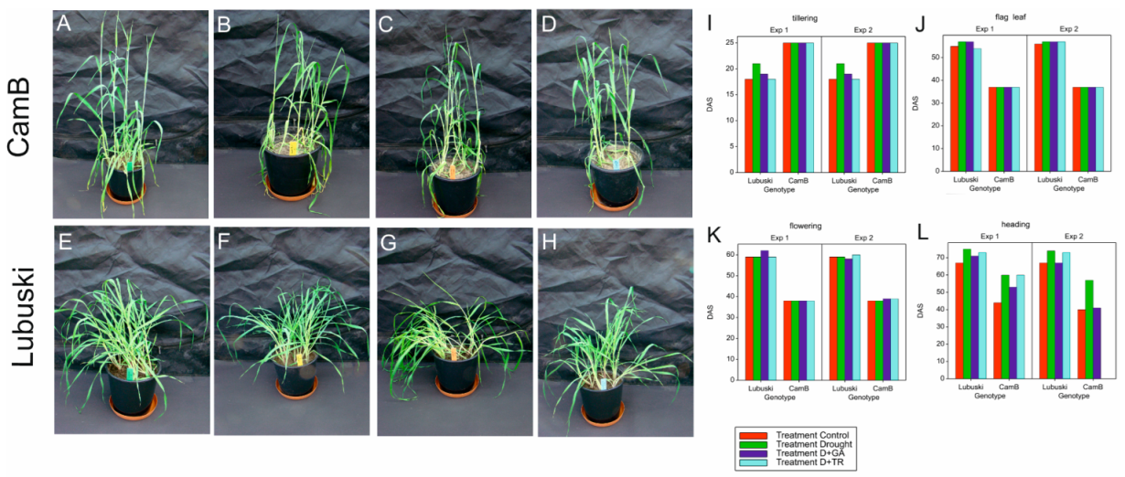 Cells | Free Full-Text | The Effects of Growth Modification on