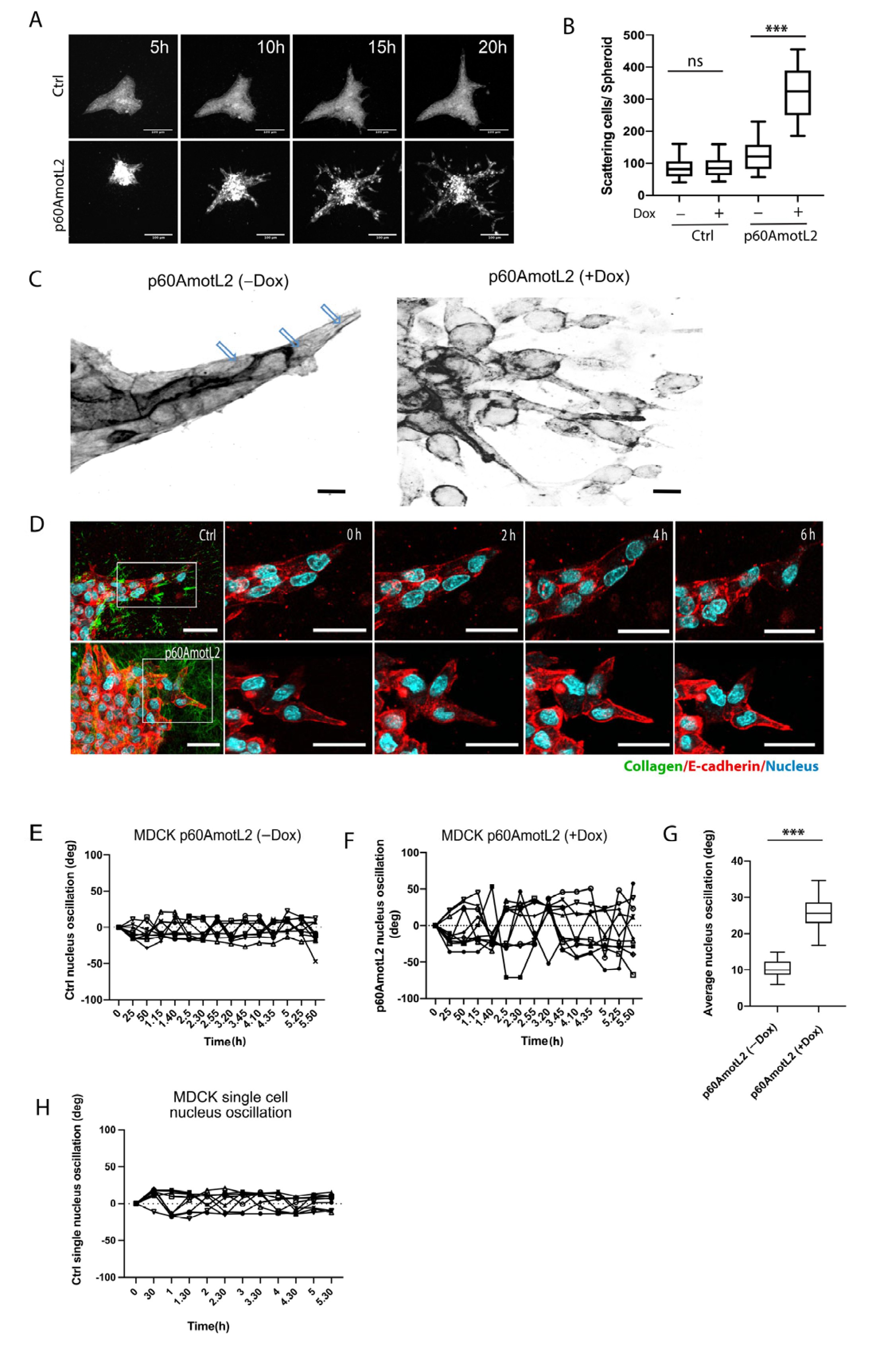 Cells 12 01682 g003 Cells 12 01682 g003