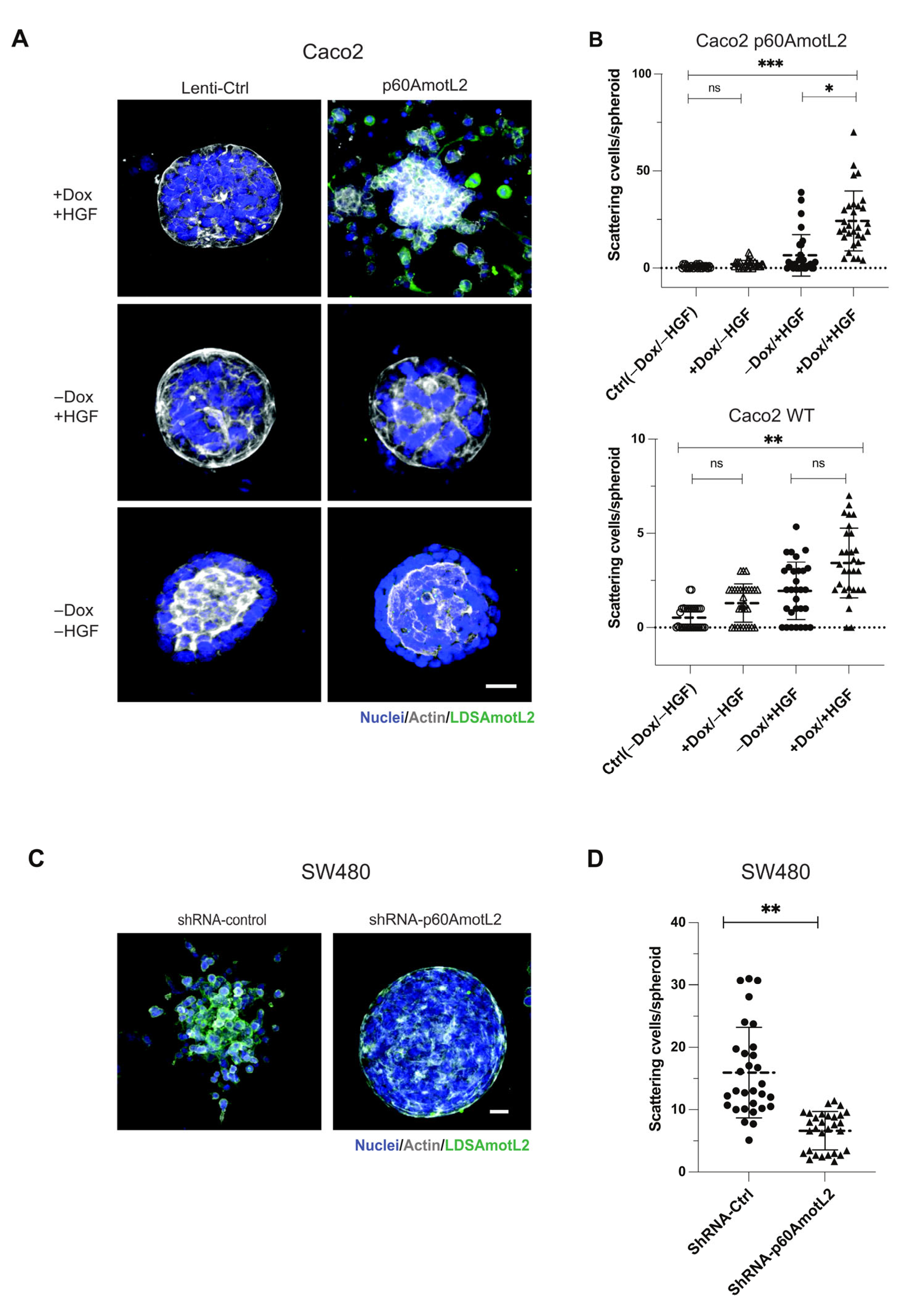 Cells 12 01682 g004 Cells 12 01682 g004