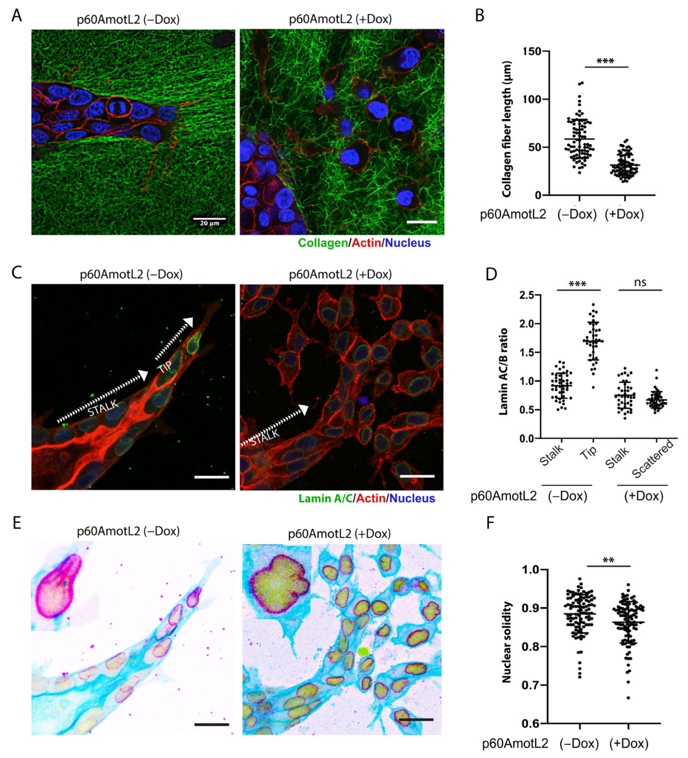 Cells 12 01682 g005 Cells 12 01682 g005