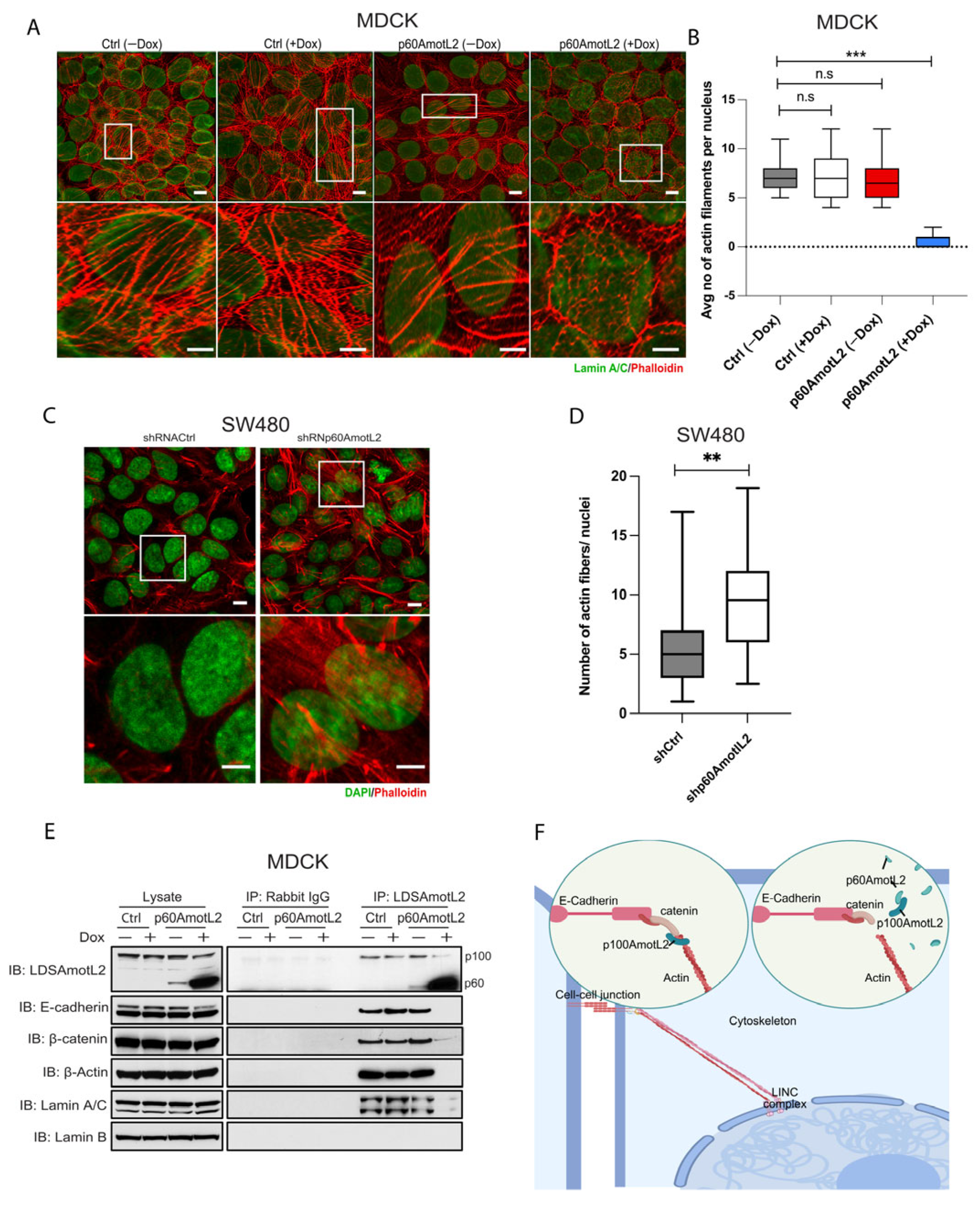 Cells 12 01682 g006 Cells 12 01682 g006