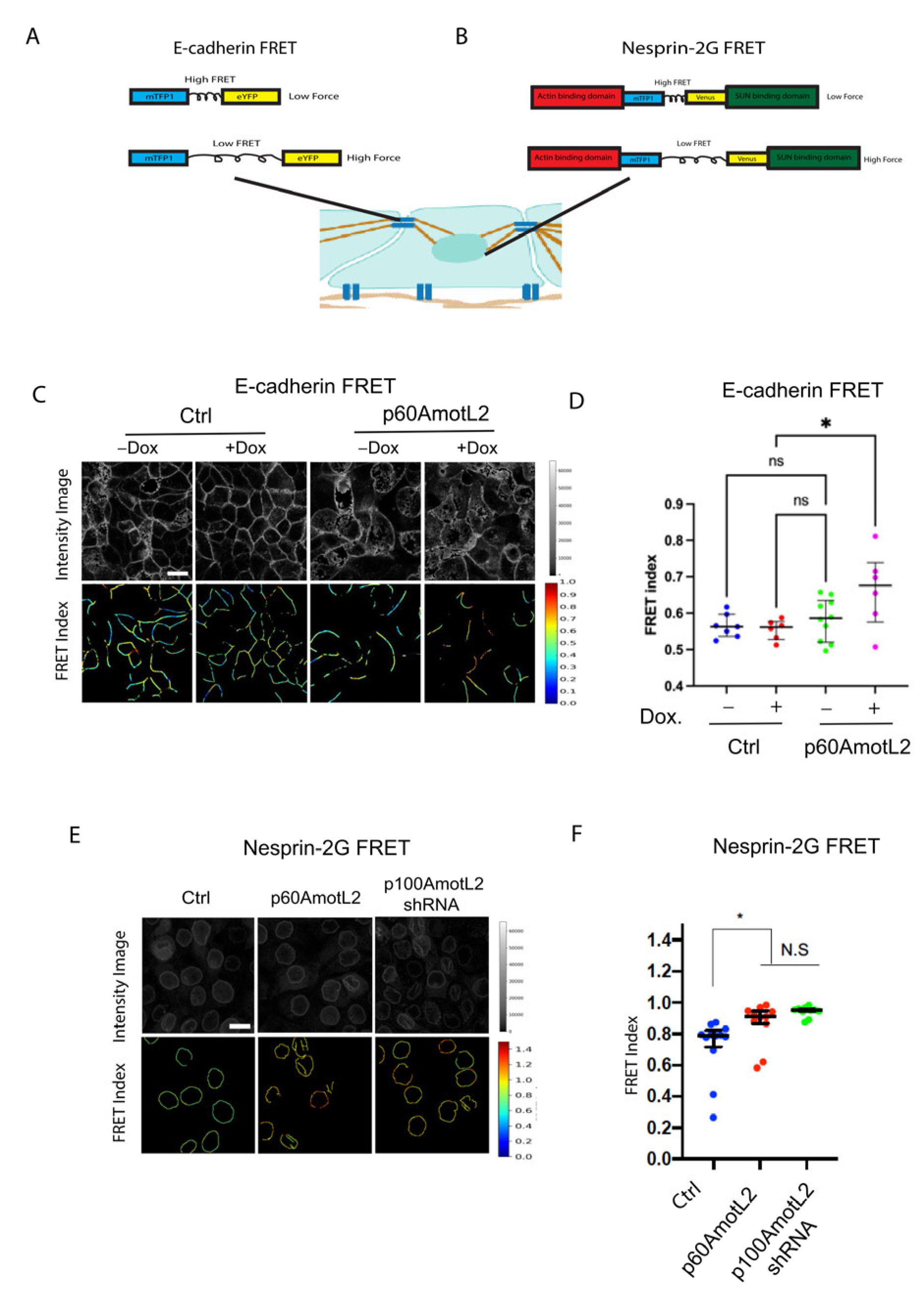 Cells 12 01682 g007 Cells 12 01682 g007