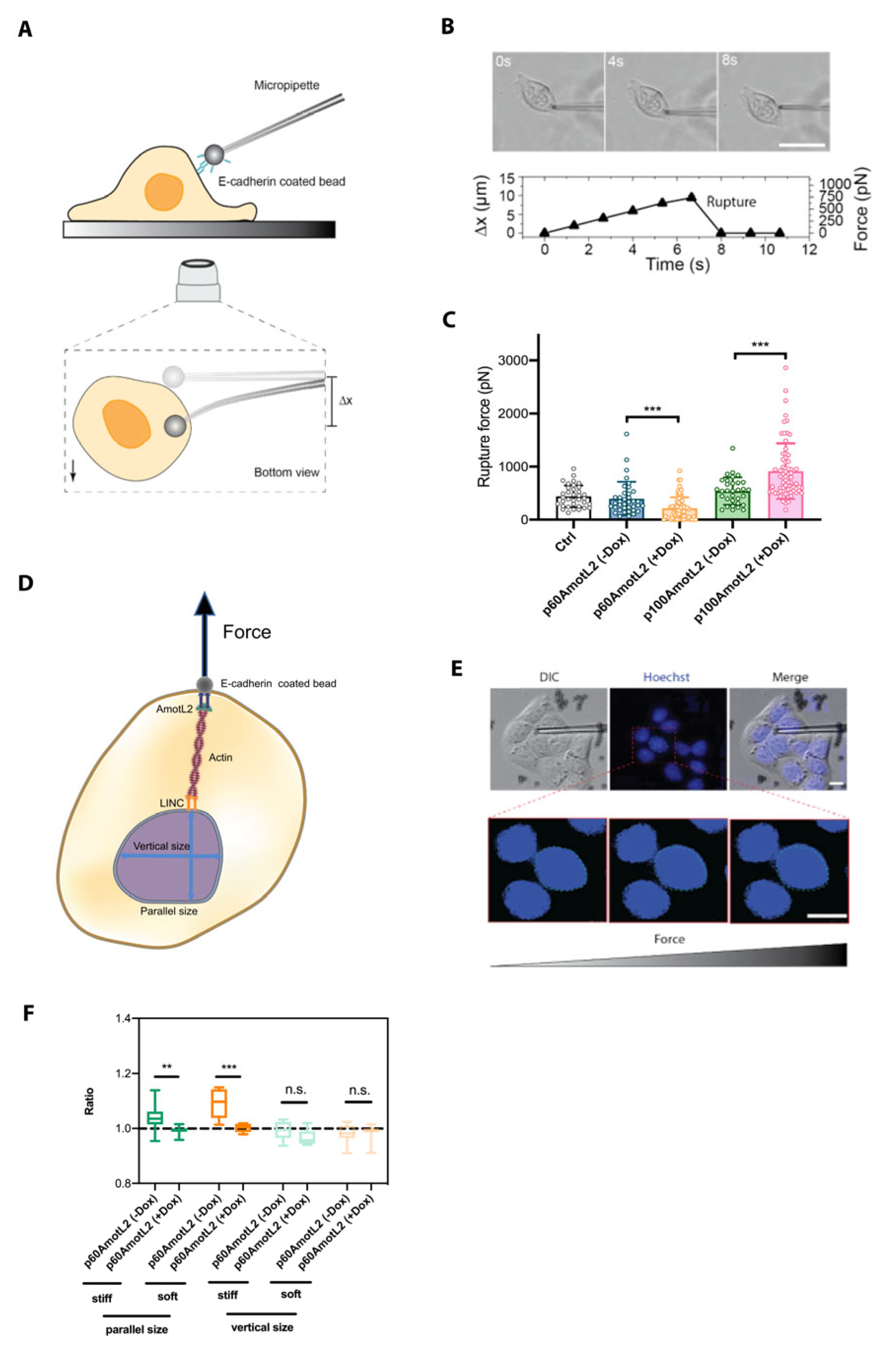 Cells 12 01682 g008 Cells 12 01682 g008