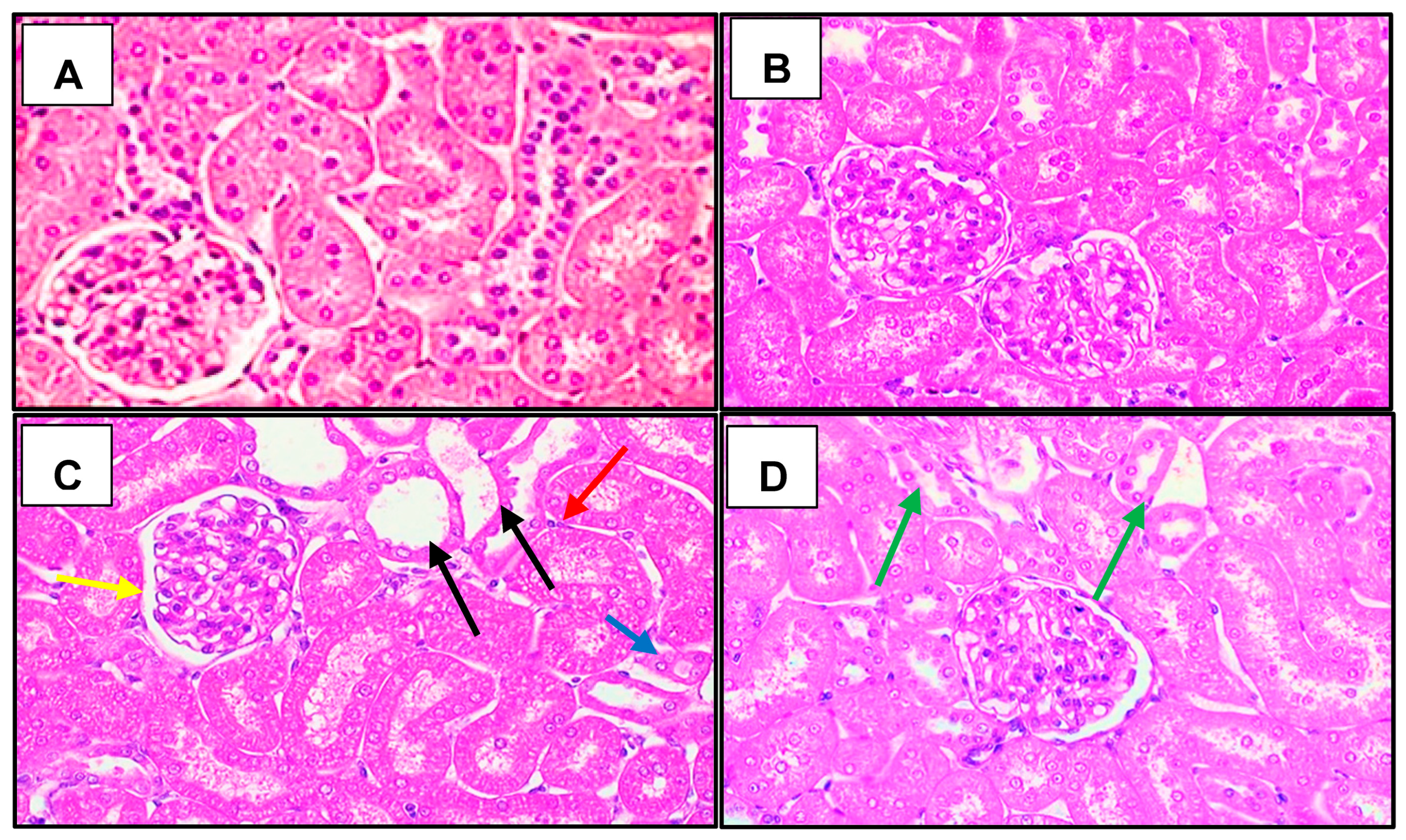 Cells 12 01688 g006 Cells 12 01688 g006