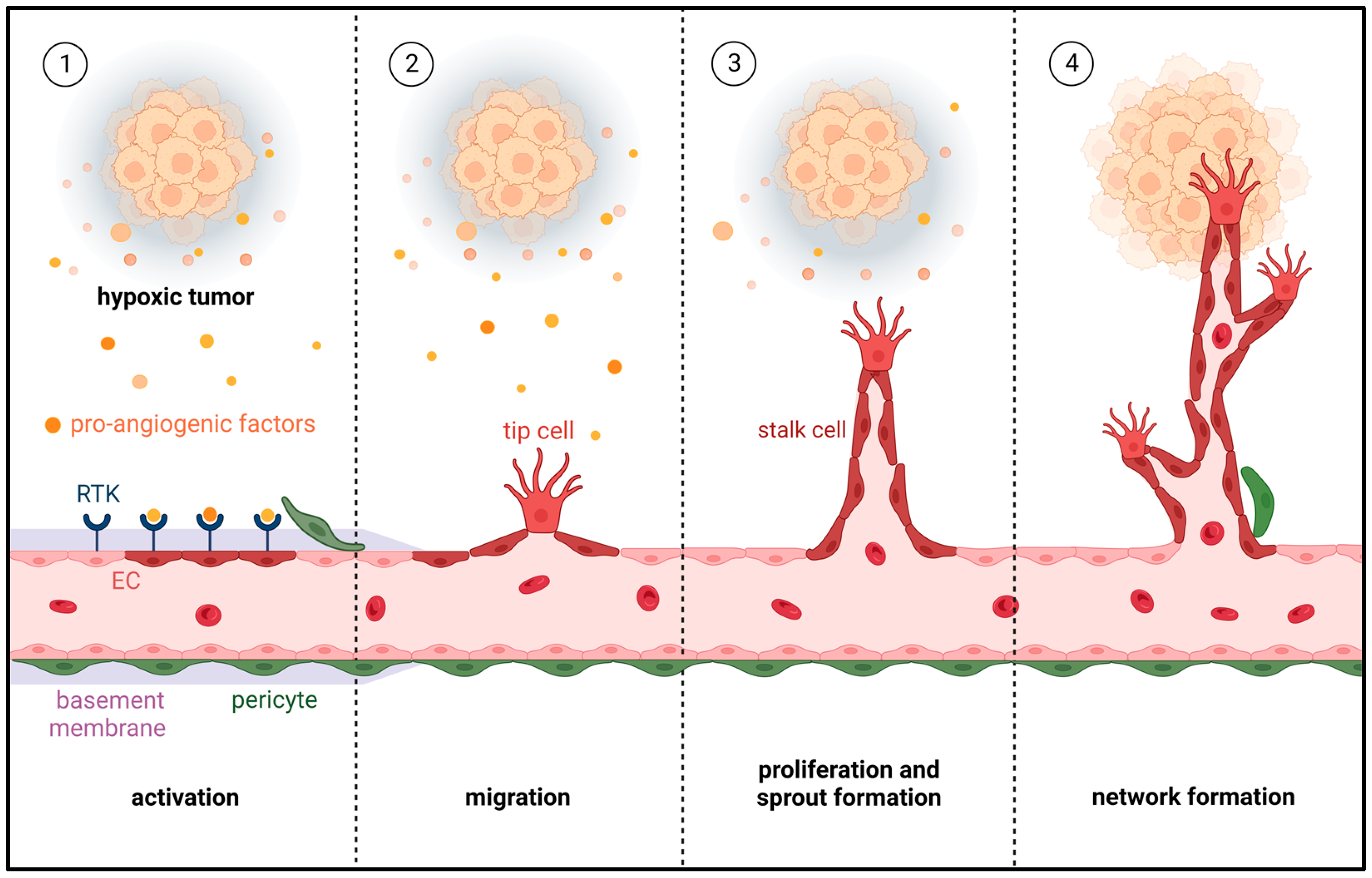 PDF) Abstract A74: Microparticles mediate cross-talk between tumoral and  endothelial cells and promote the constitution of an angiocrine  pro-metastatic niche through Arf6 up regulation