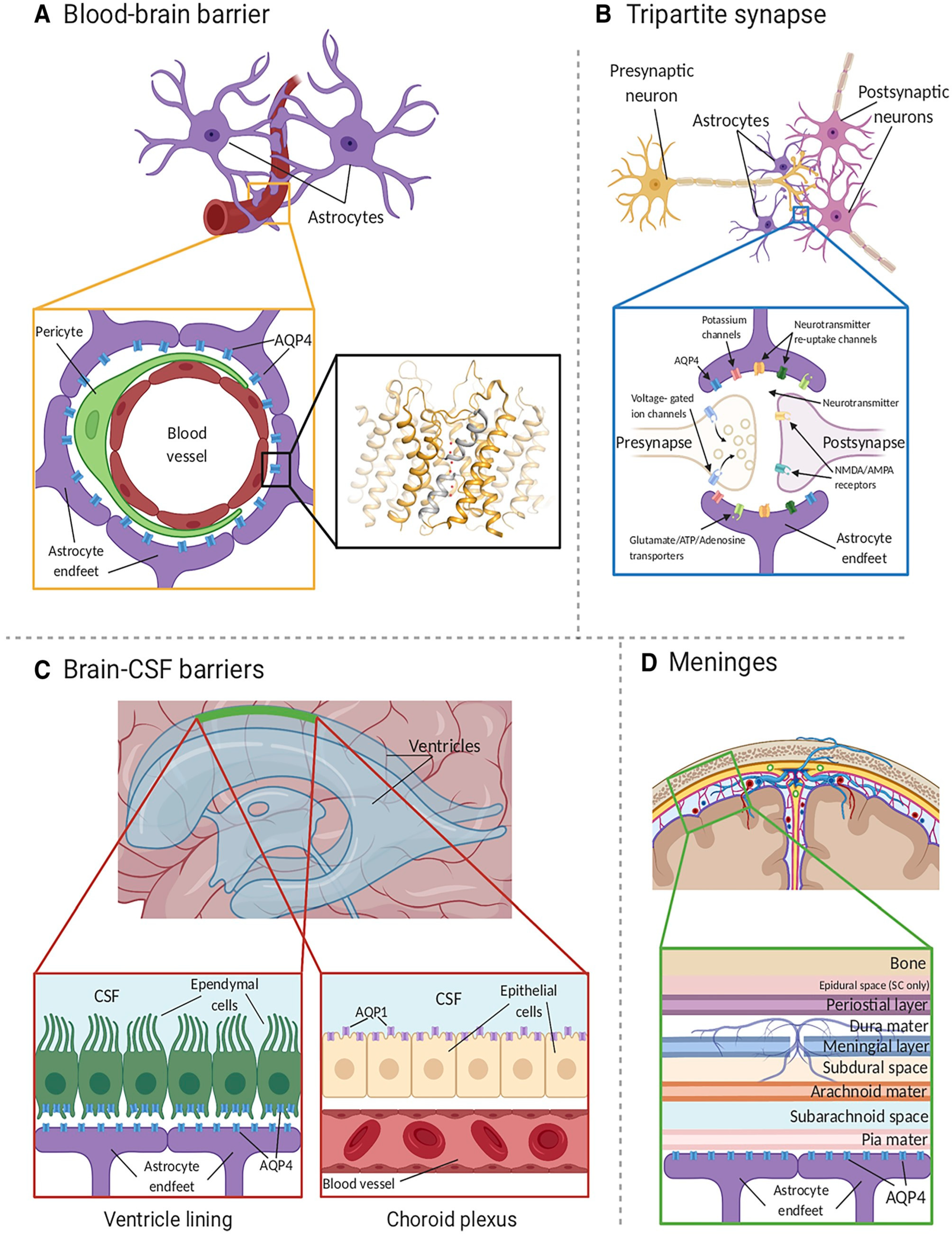 Cells | Free Full-Text | The Role of Aquaporins in Spinal Cord Injury