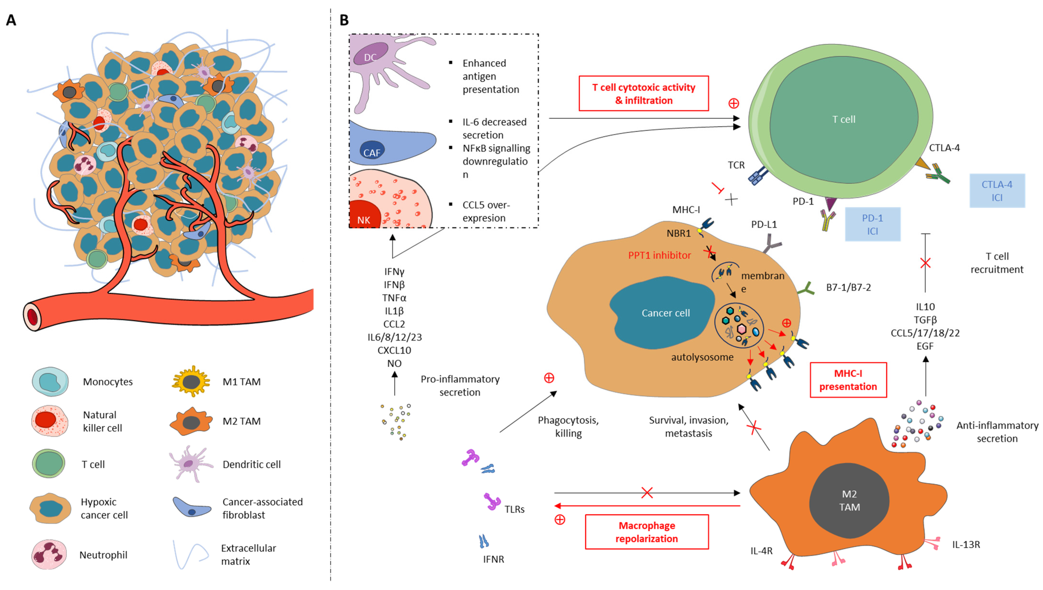 Cells 12 01702 g003 Cells 12 01702 g003