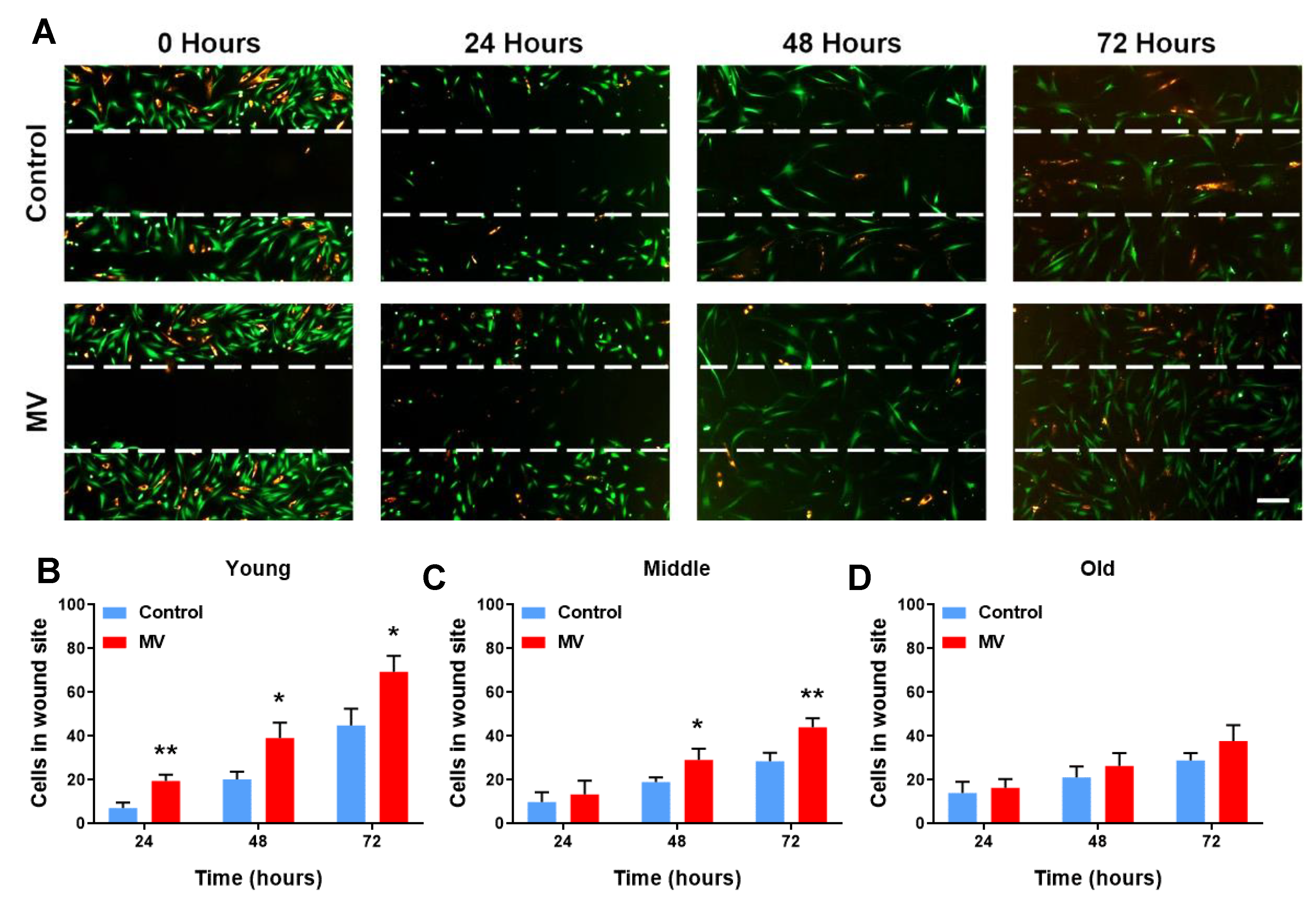 Cells 12 01707 g002 Cells 12 01707 g002