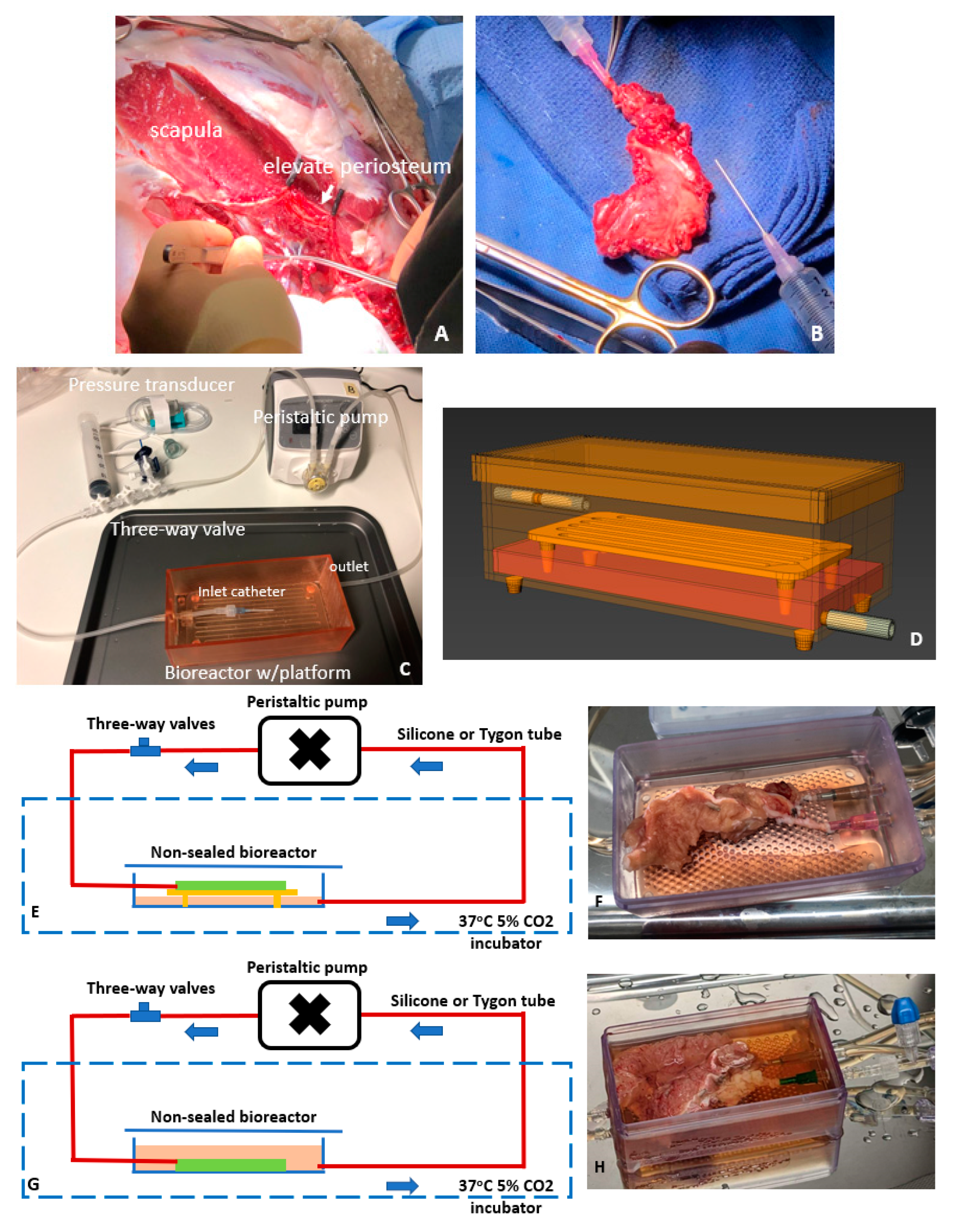Cells | Free Full-Text | Ex Vivo Preservation of Ovine Periosteum Using a  Perfusion Bioreactor System