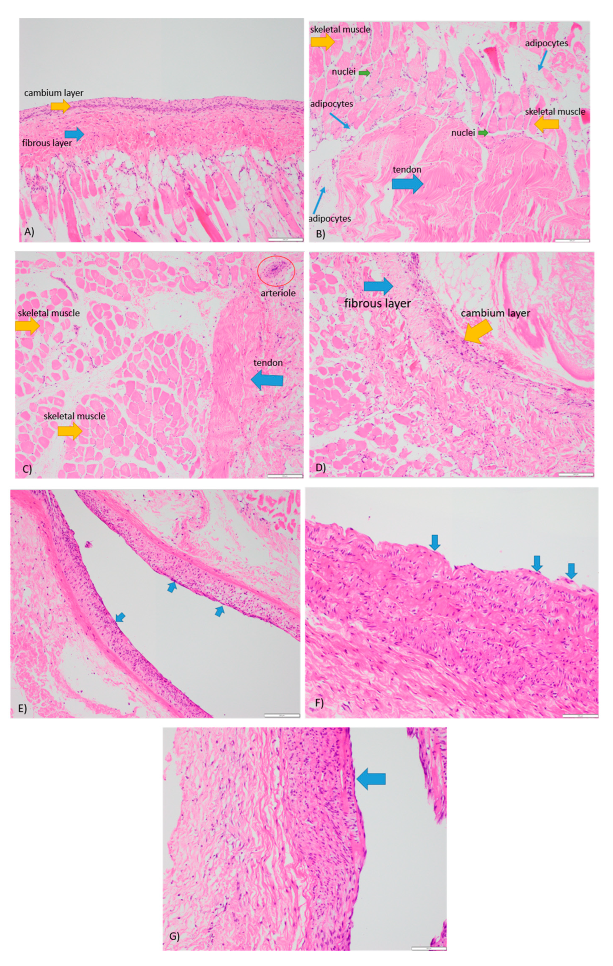 Cells 12 01724 g004 Cells 12 01724 g004