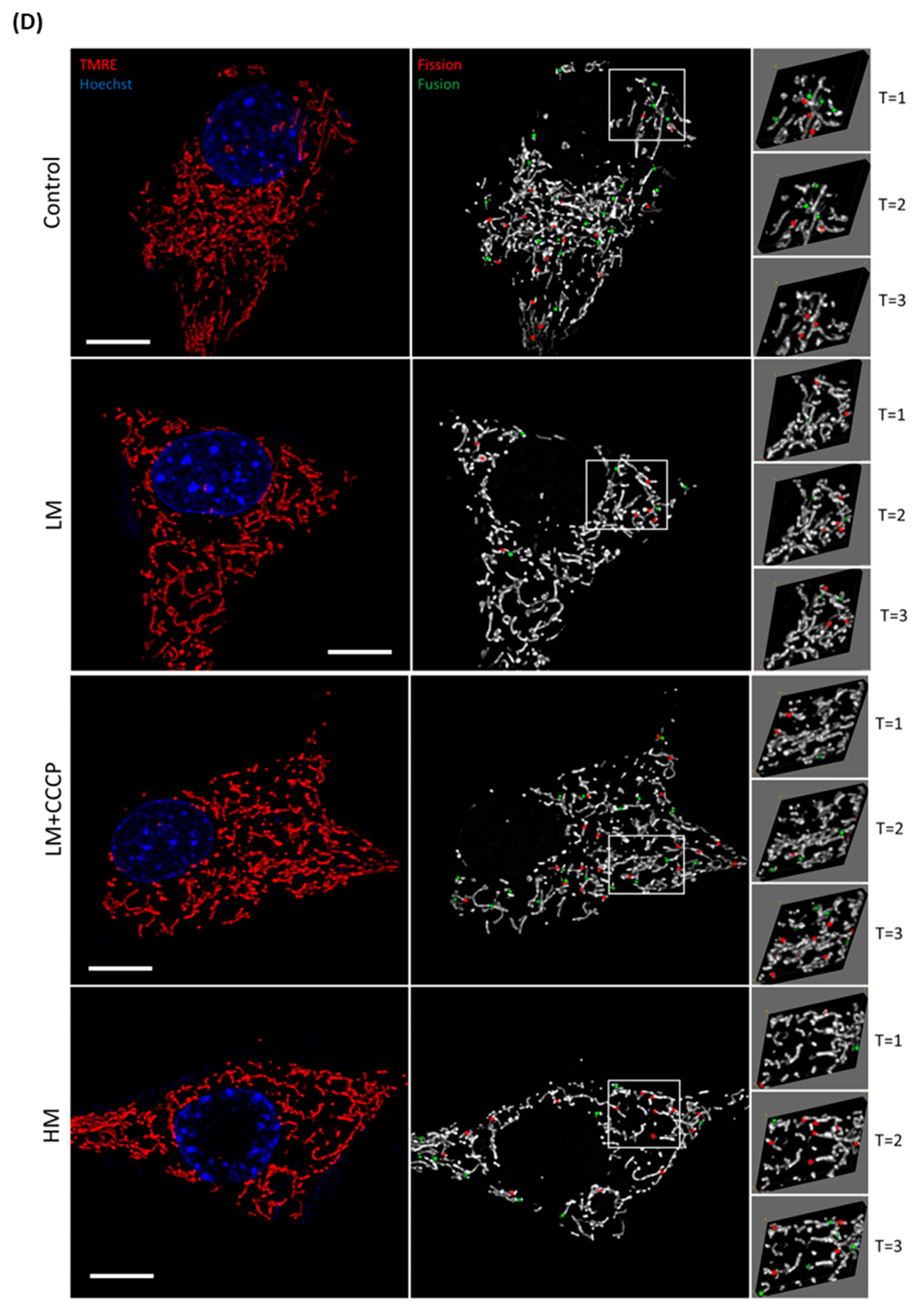 Cells 12 01726 g001b Cells 12 01726 g001b