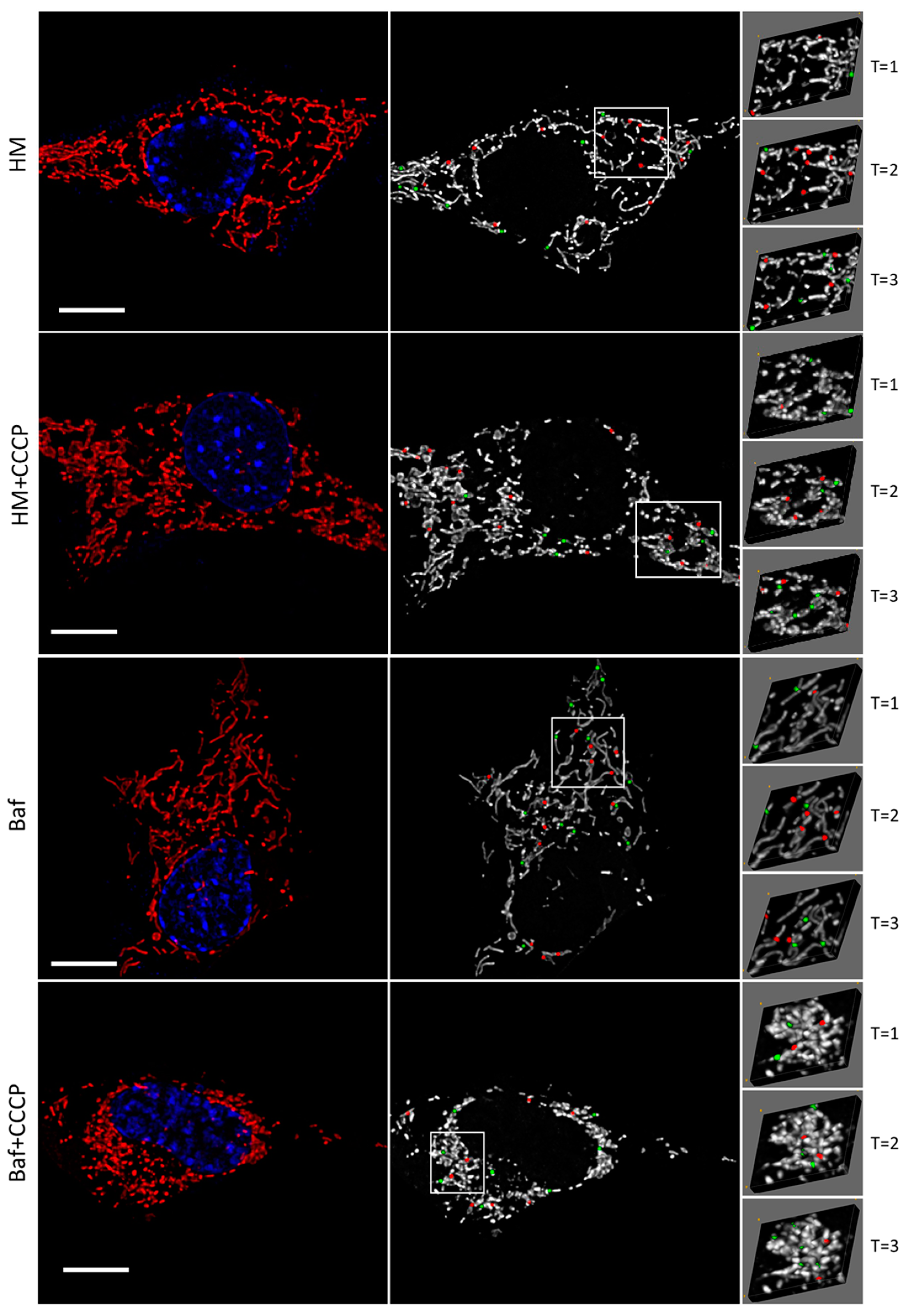 Cells 12 01726 g001c Cells 12 01726 g001c