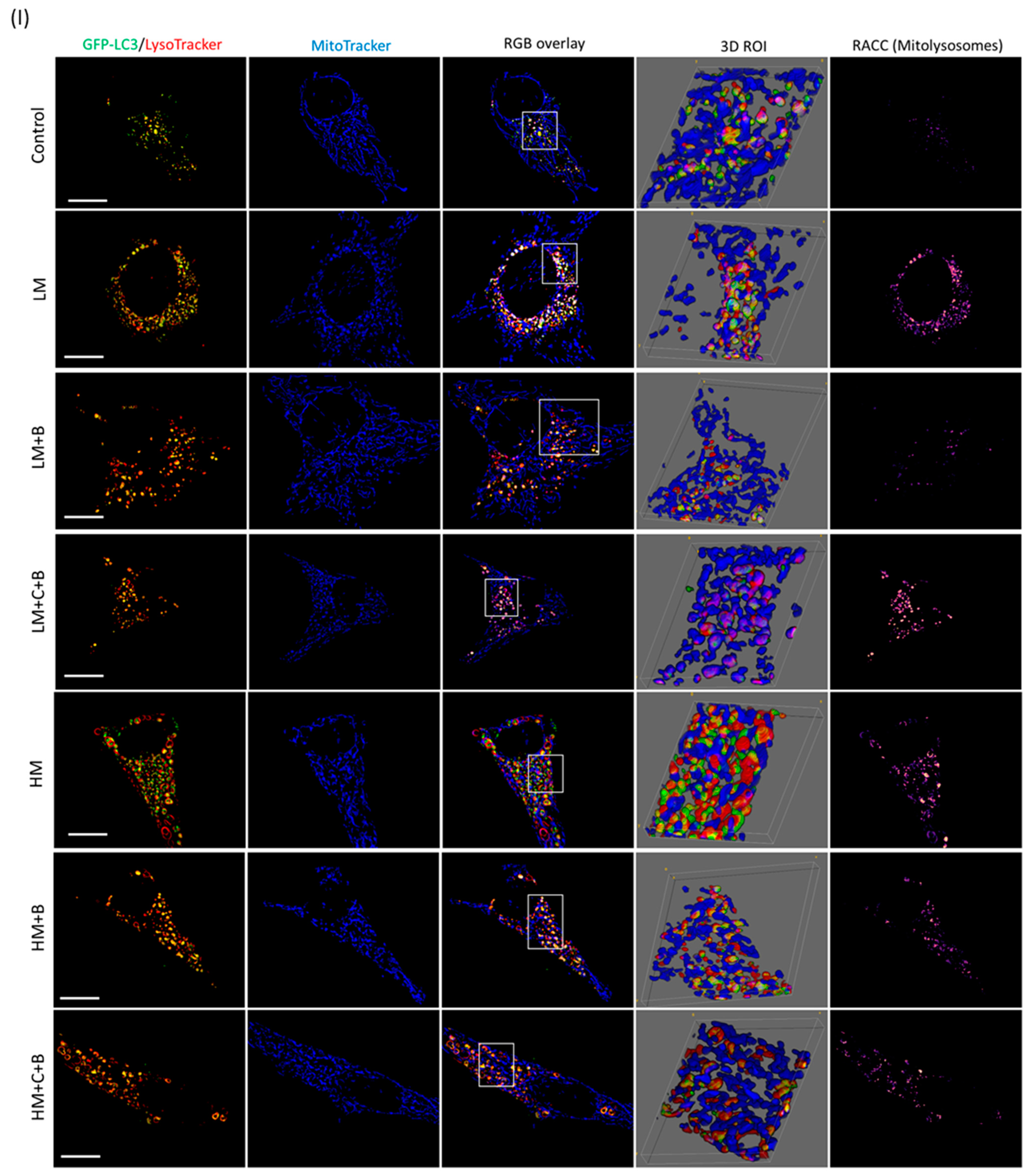 Cells 12 01726 g003b Cells 12 01726 g003b