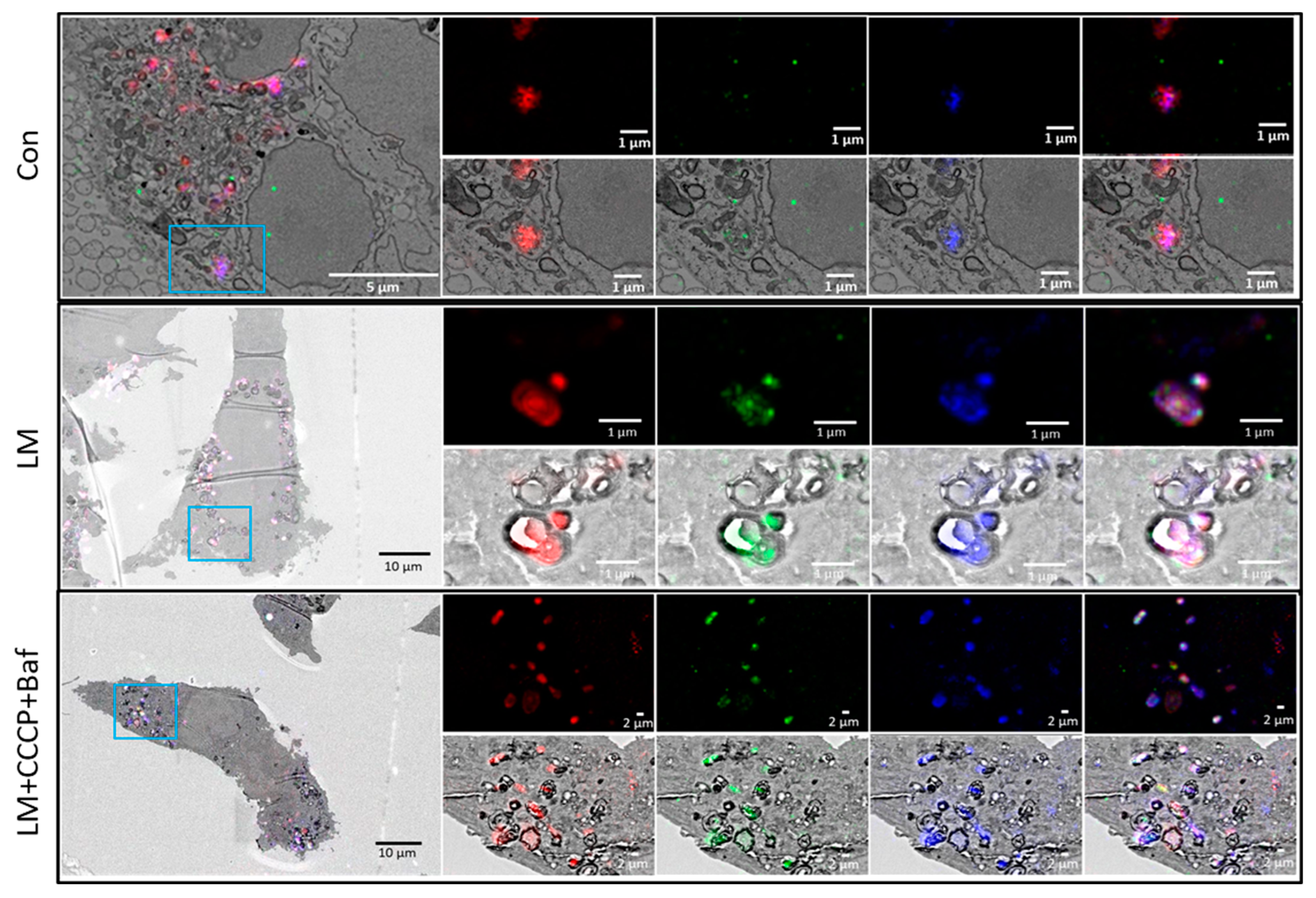 Cells 12 01726 g004a Cells 12 01726 g004a